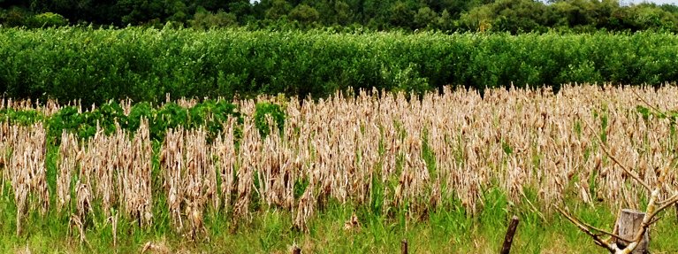 Farmers crop