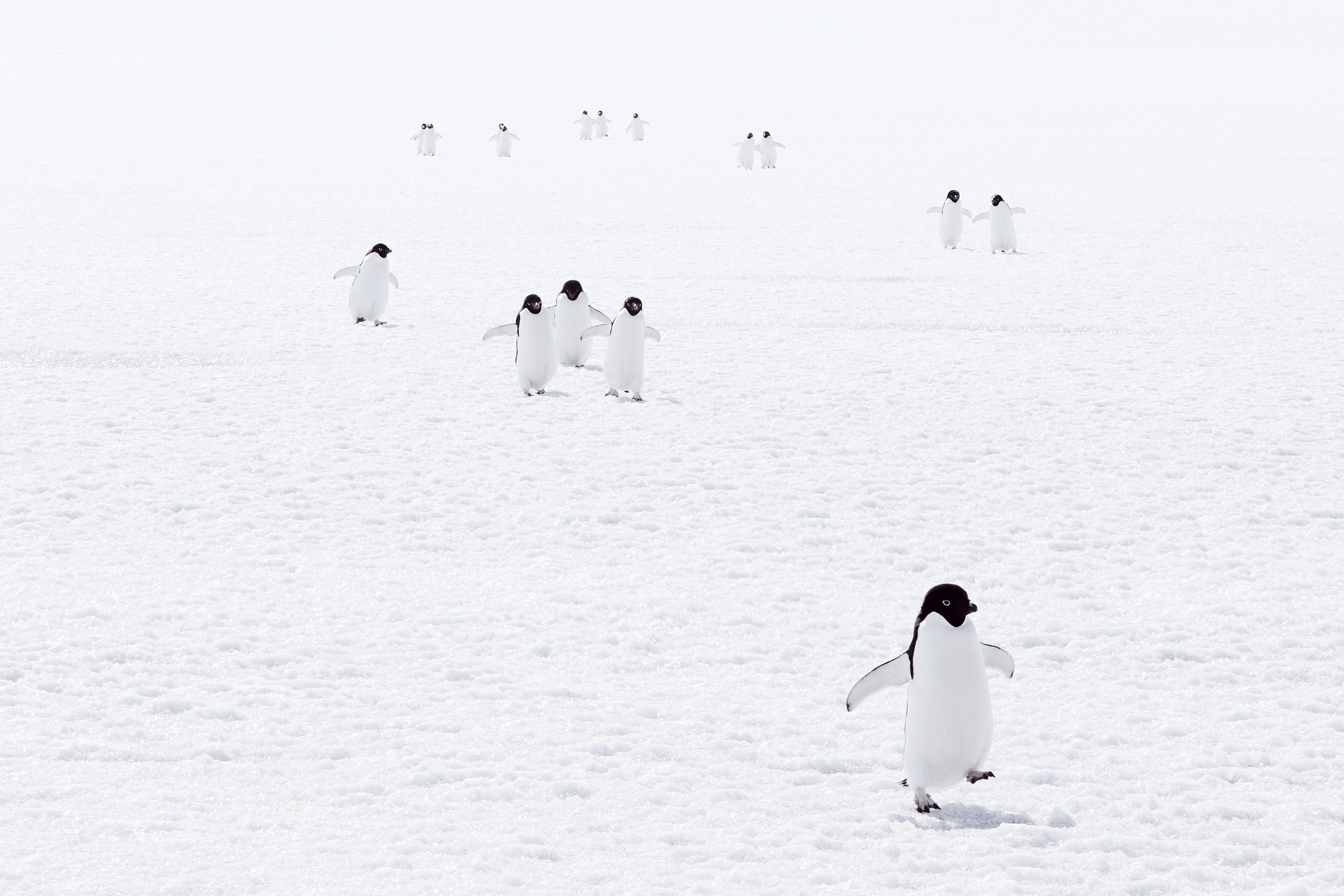 Watch the penguins perform_Credit John Weller
