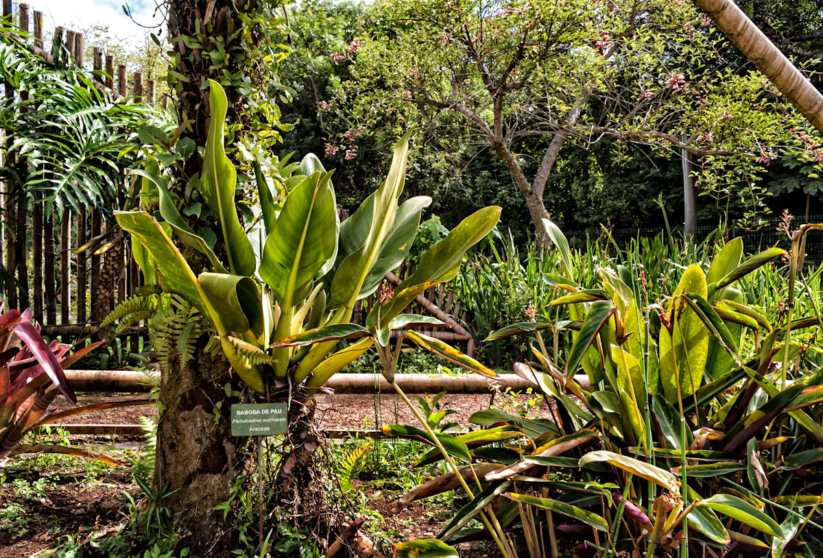 The Future Thinking Community Gardens Of Brazil Virgin