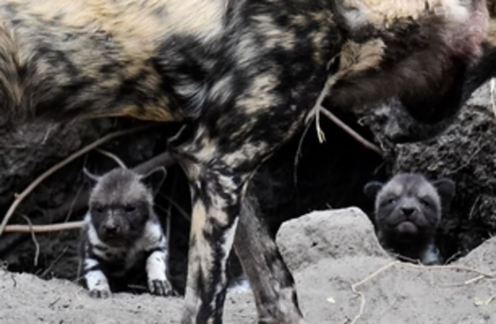 Painted wolf puppies