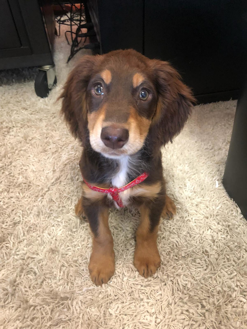 our generation labrador pup