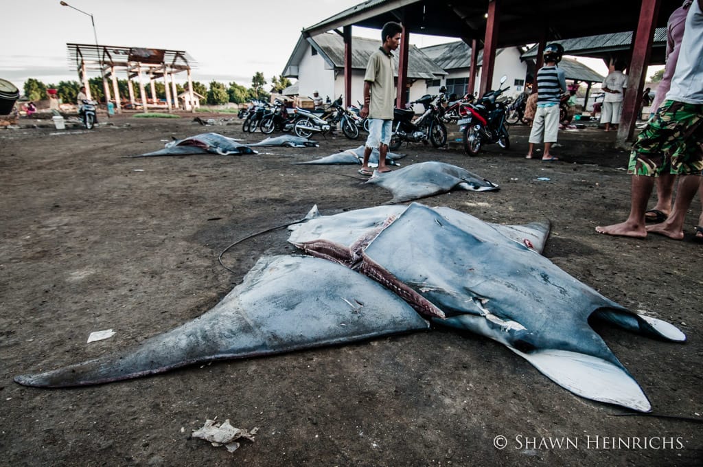 Virgin Unite, ocean conservation, shawn heinrichs, manta