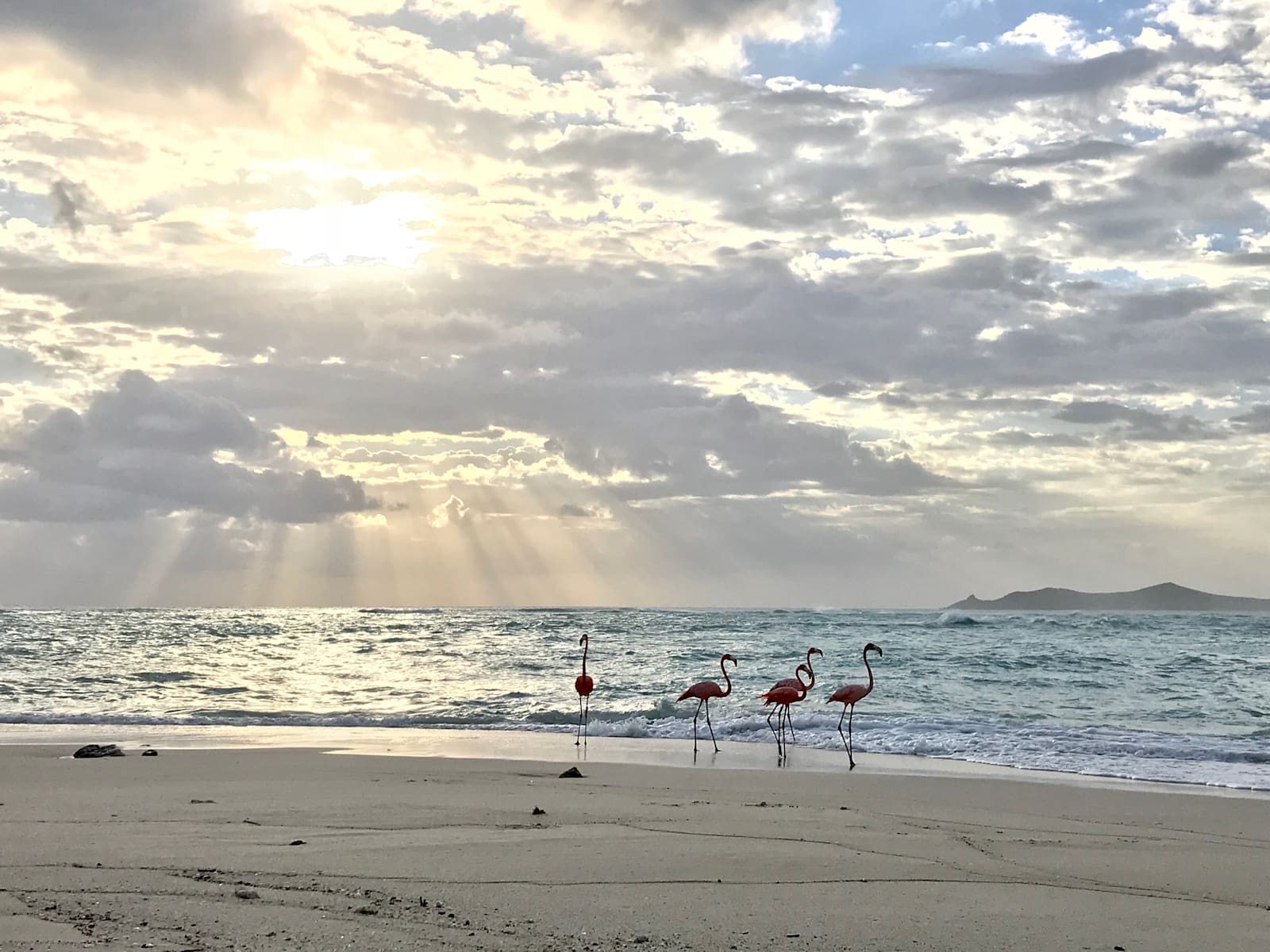 Flamingos on Necker Island Flamingos on Necker Island