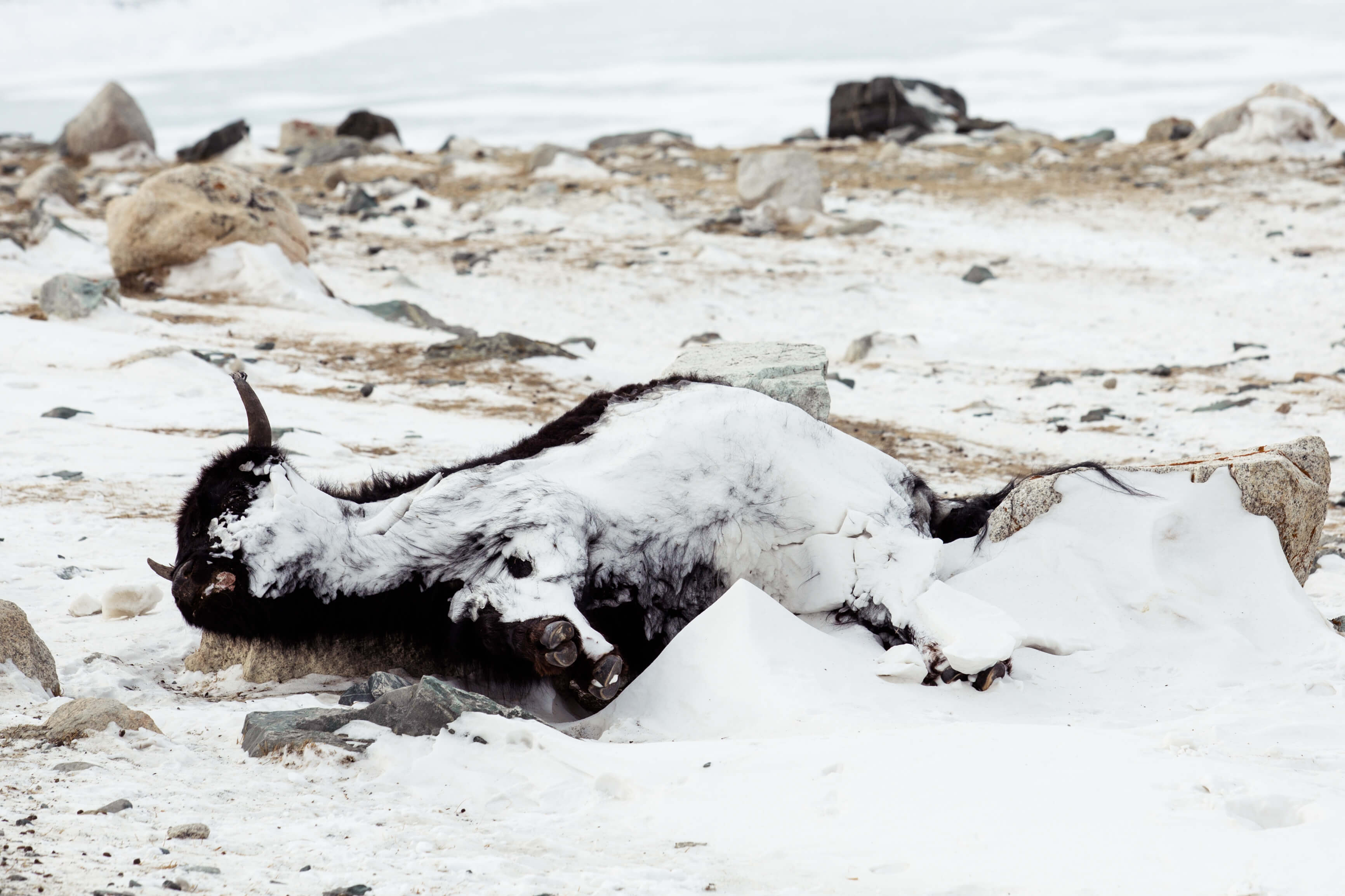 Mongolia, Climate Mongolia, Climate