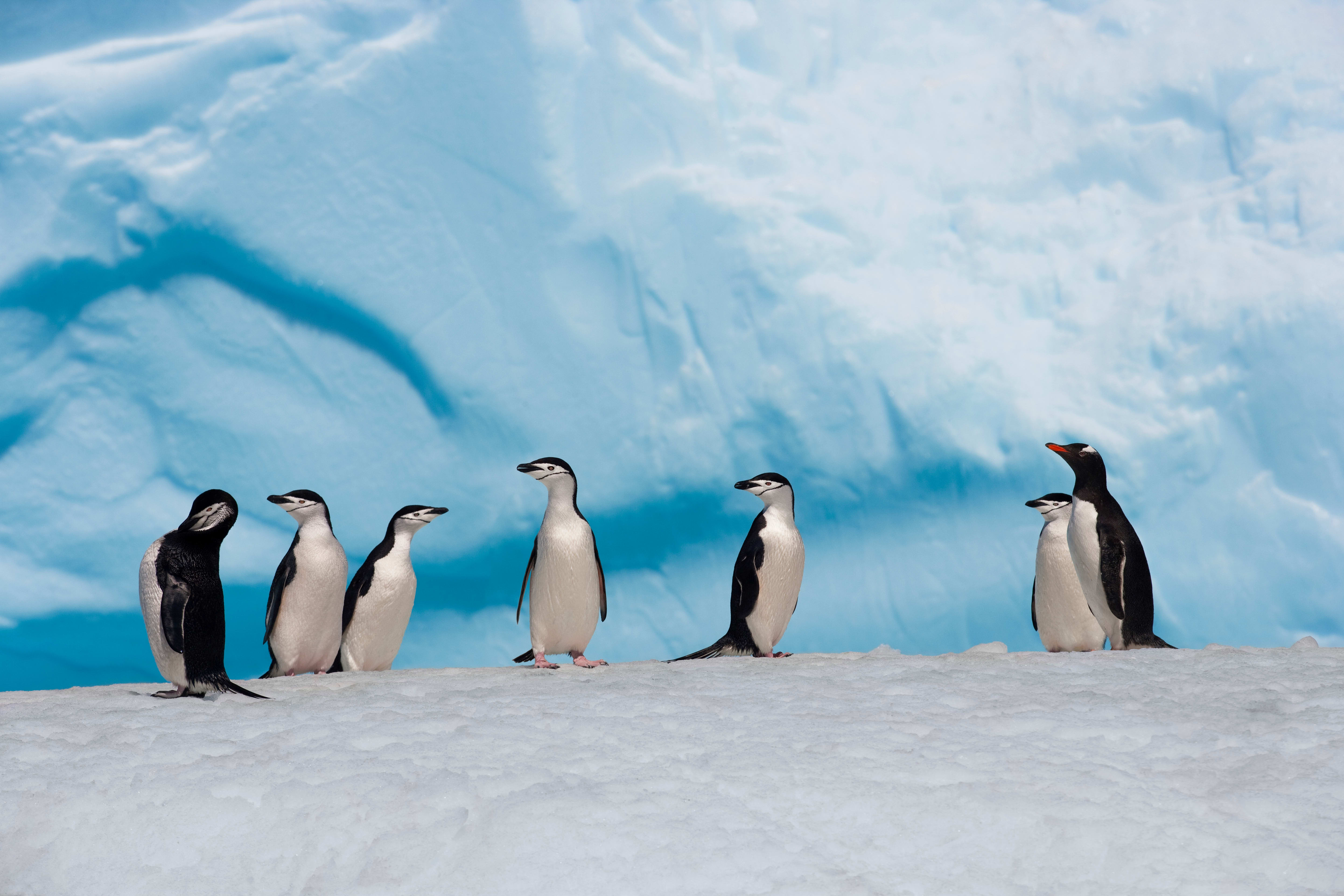 Ocean Unite, Genevieve Pons, Antarctica, Penguins Ocean Unite, Genevieve Pons, Antarctica, Penguins