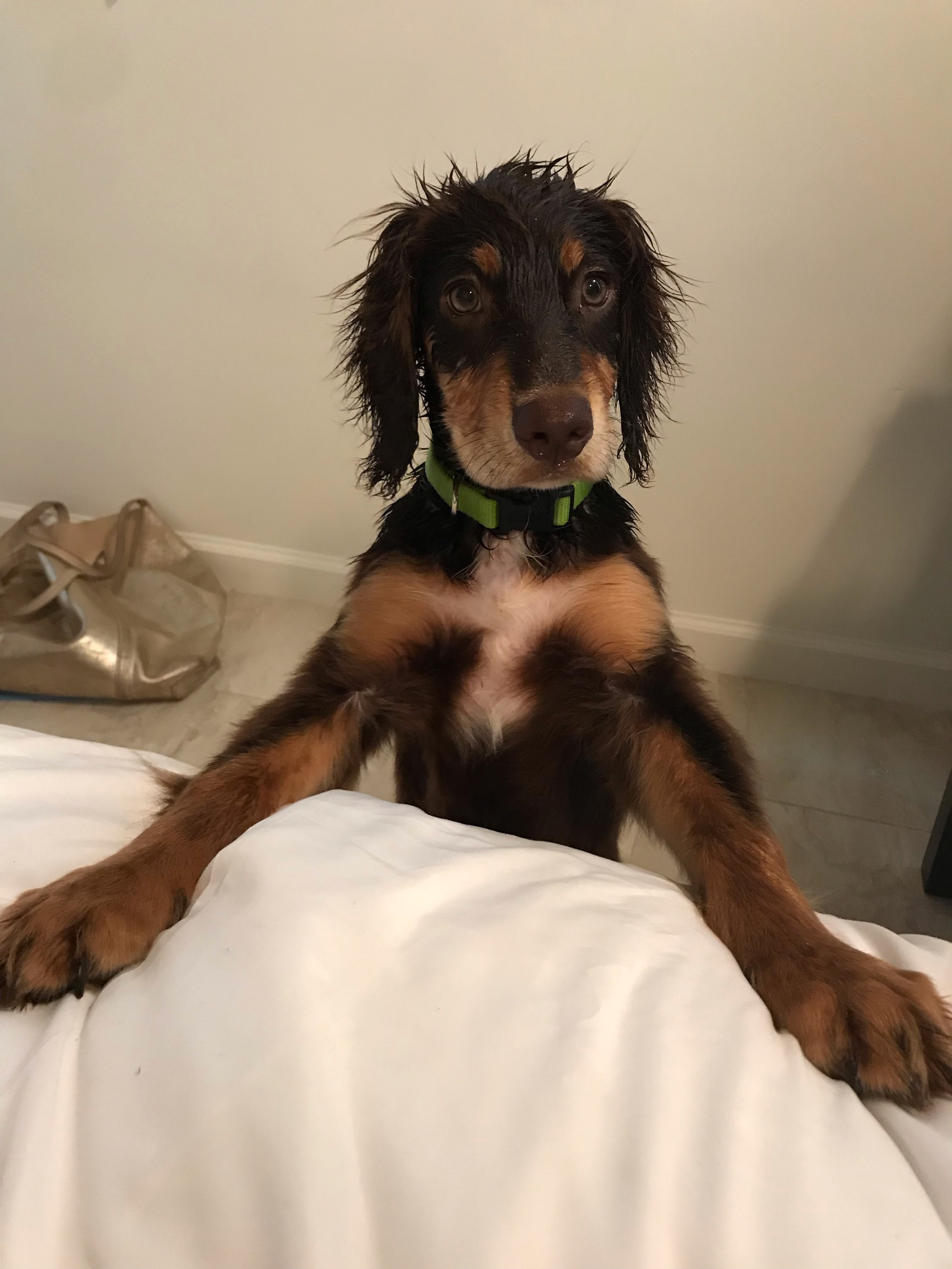 Image of Tofu the puppy Image of Tofu the puppy