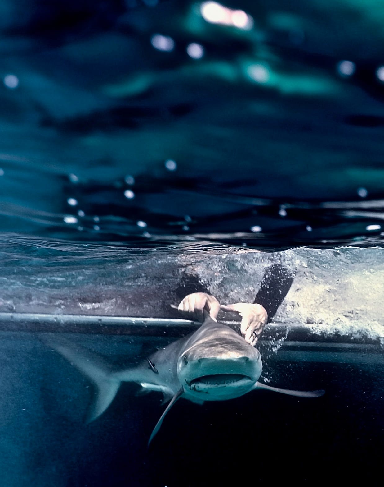Ocean Unite, Sharks Ocean Unite, Sharks