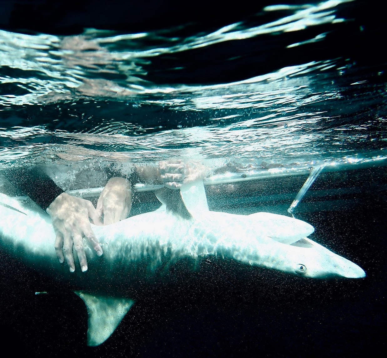 Ocean Unite, Sharks Ocean Unite, Sharks