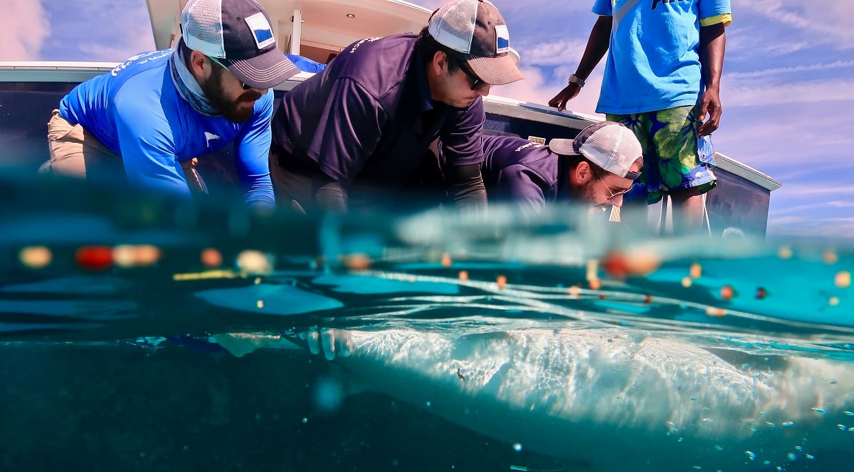 Ocean Unite, Sharks Ocean Unite, Sharks