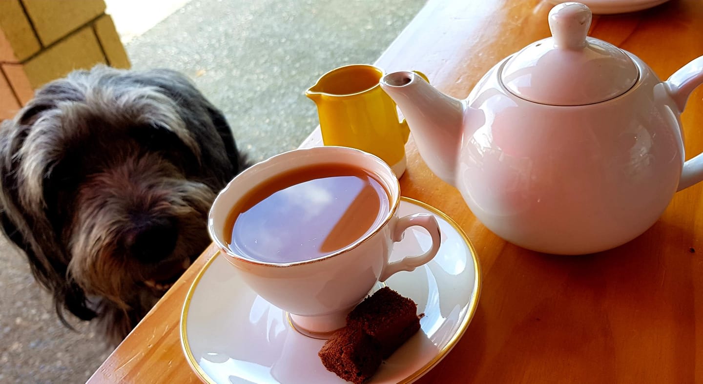 adelia_hallets_dog_and_tea adelia_hallets_dog_and_tea