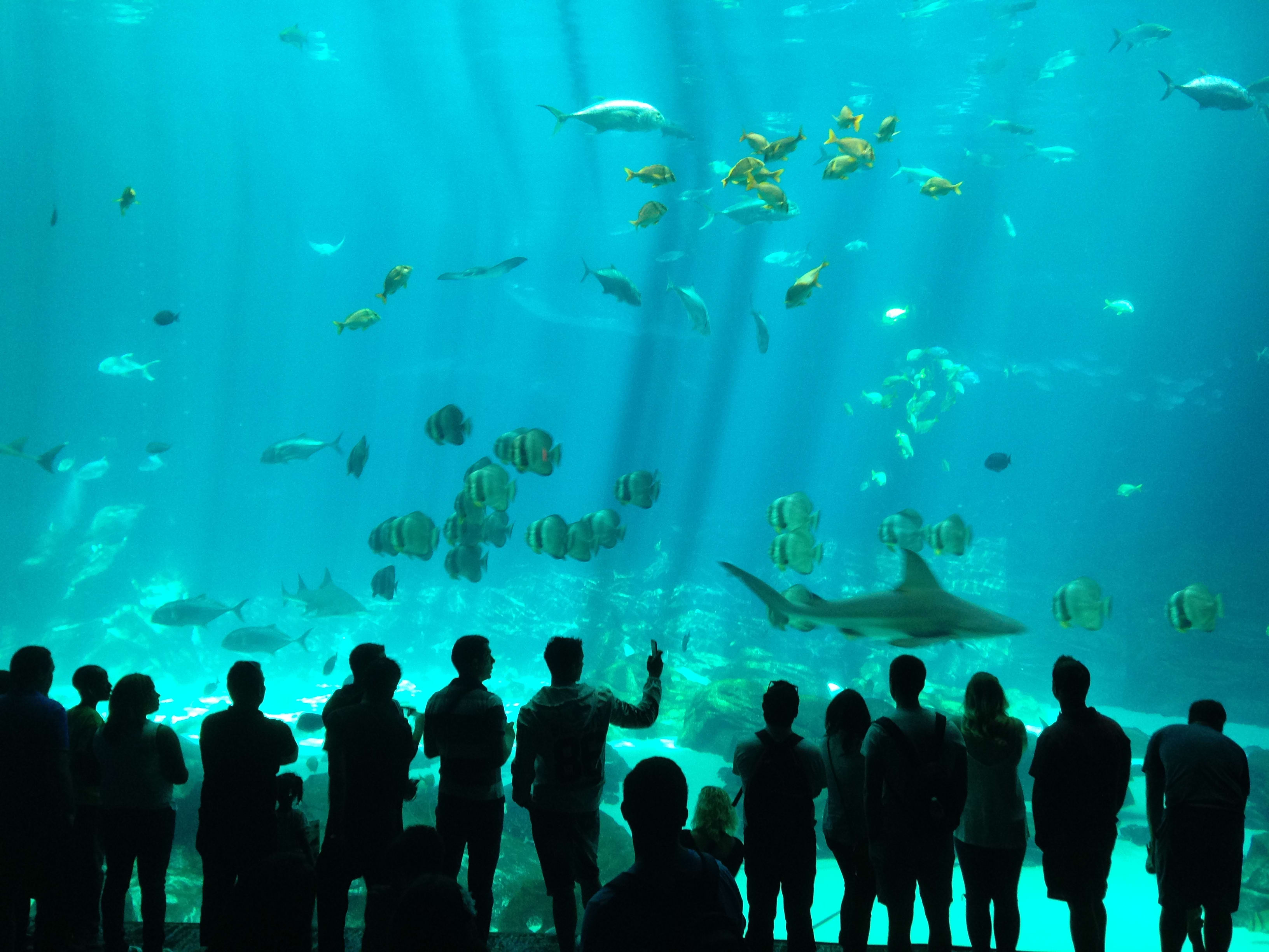 Virgin Unite, Ocean Unite, Oceans, Fishackathon