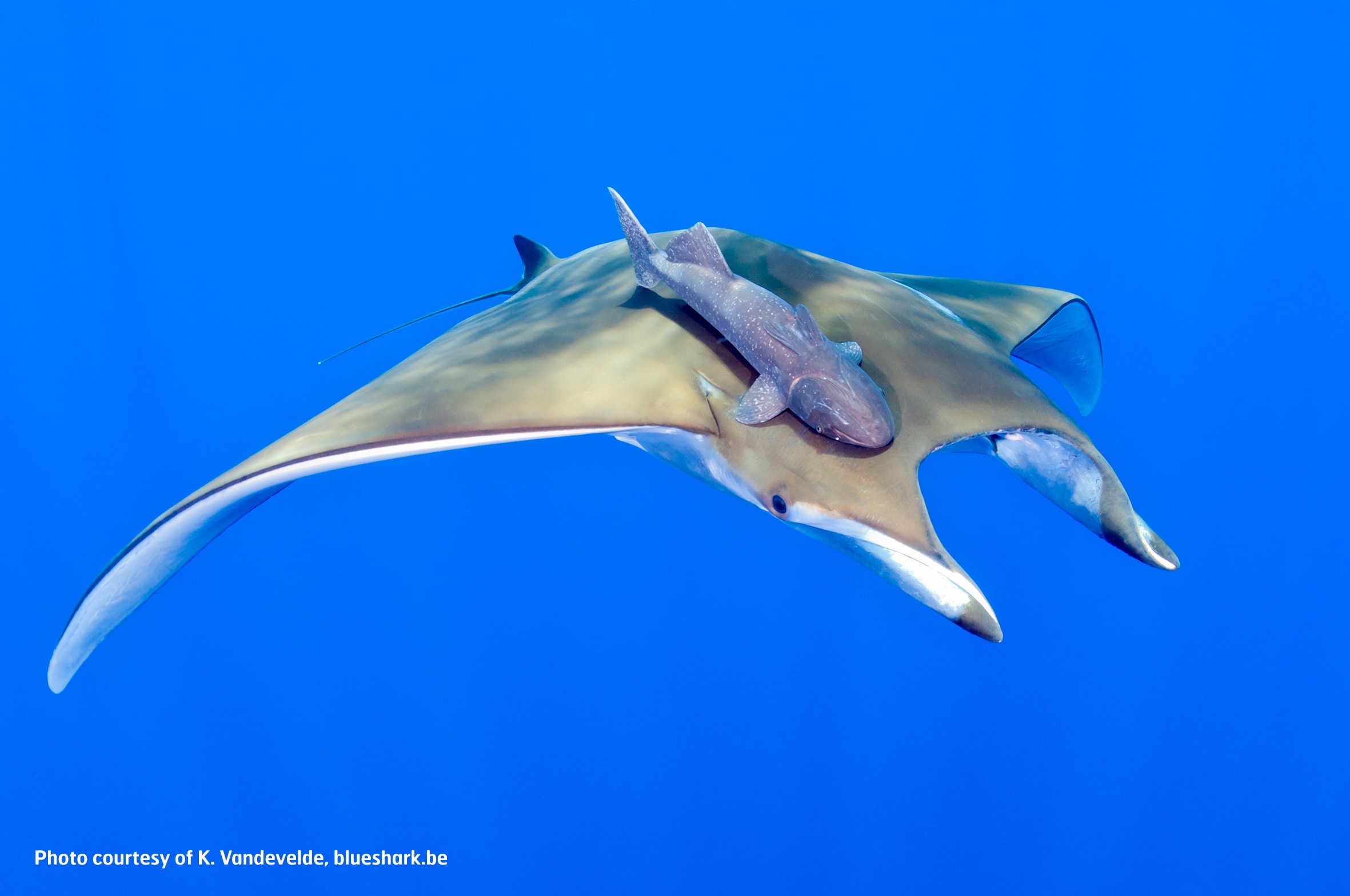 Virgin Unite, Oceans, Project Aware, Sharks, Rays