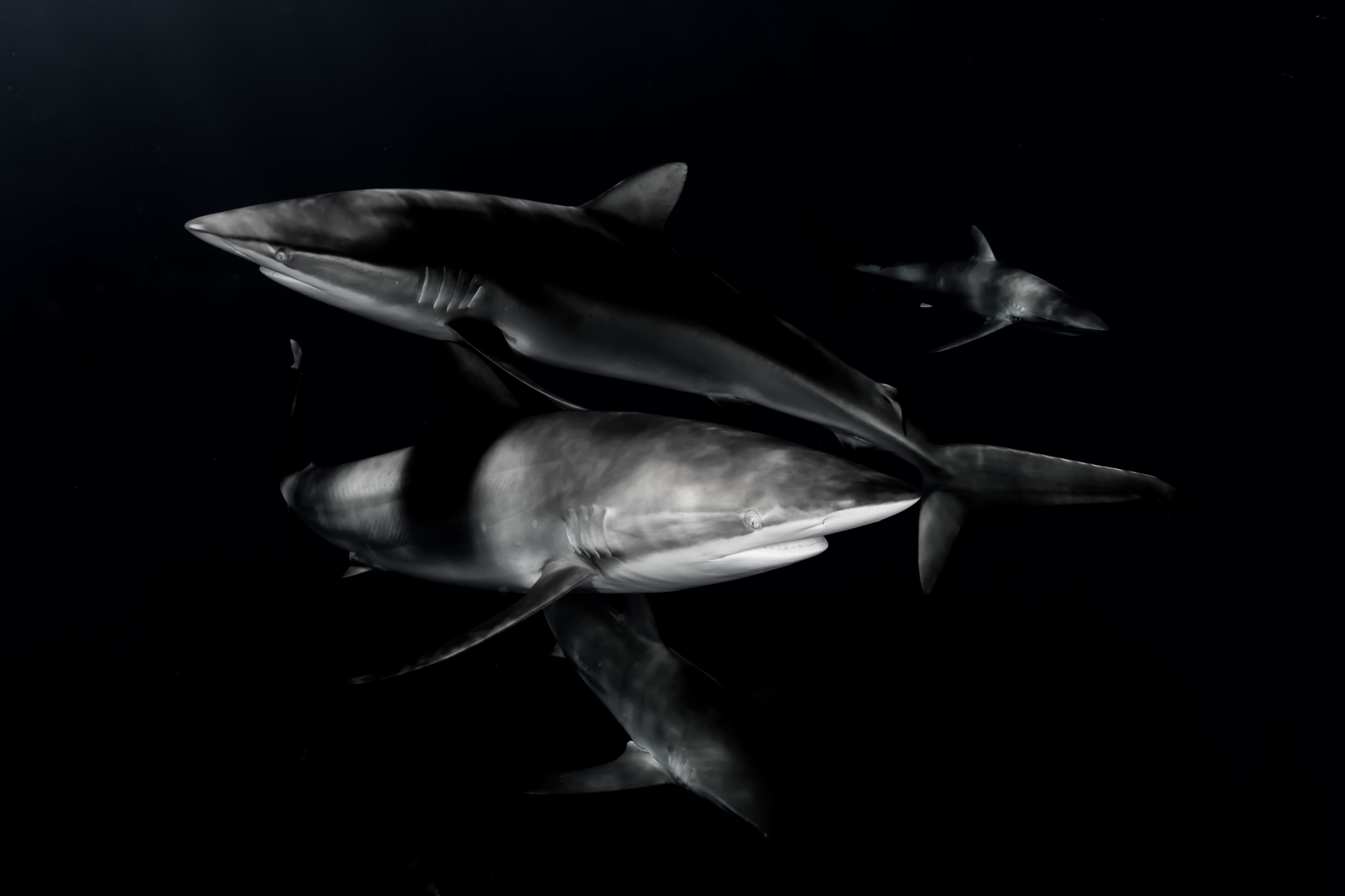 Virgin Unite, Oceans, Project Aware, Sharks, Rays