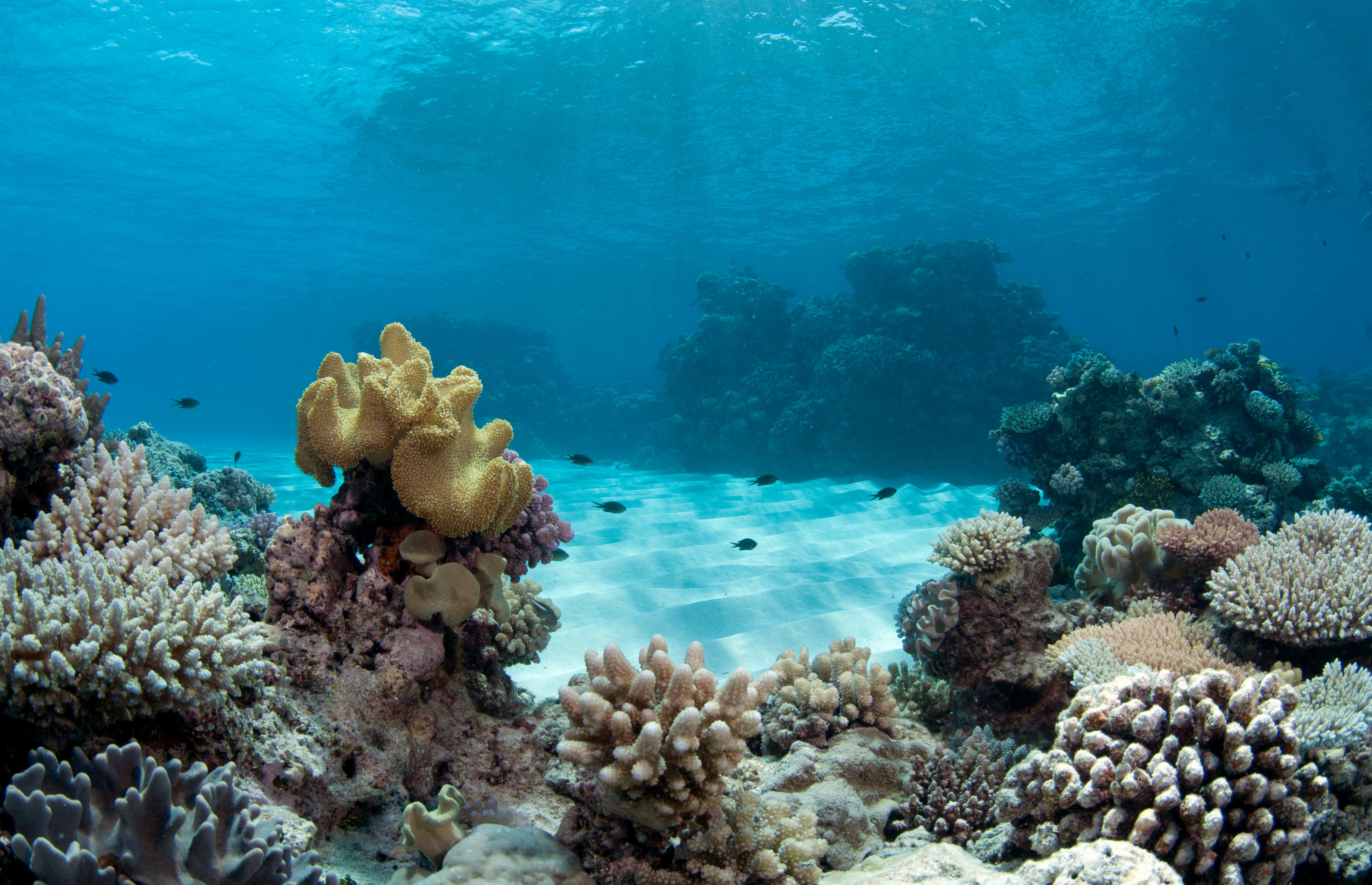 Virgin Unite, Ocean Unite, Coral, Ocean Risk Summit, Jayne Jenkins