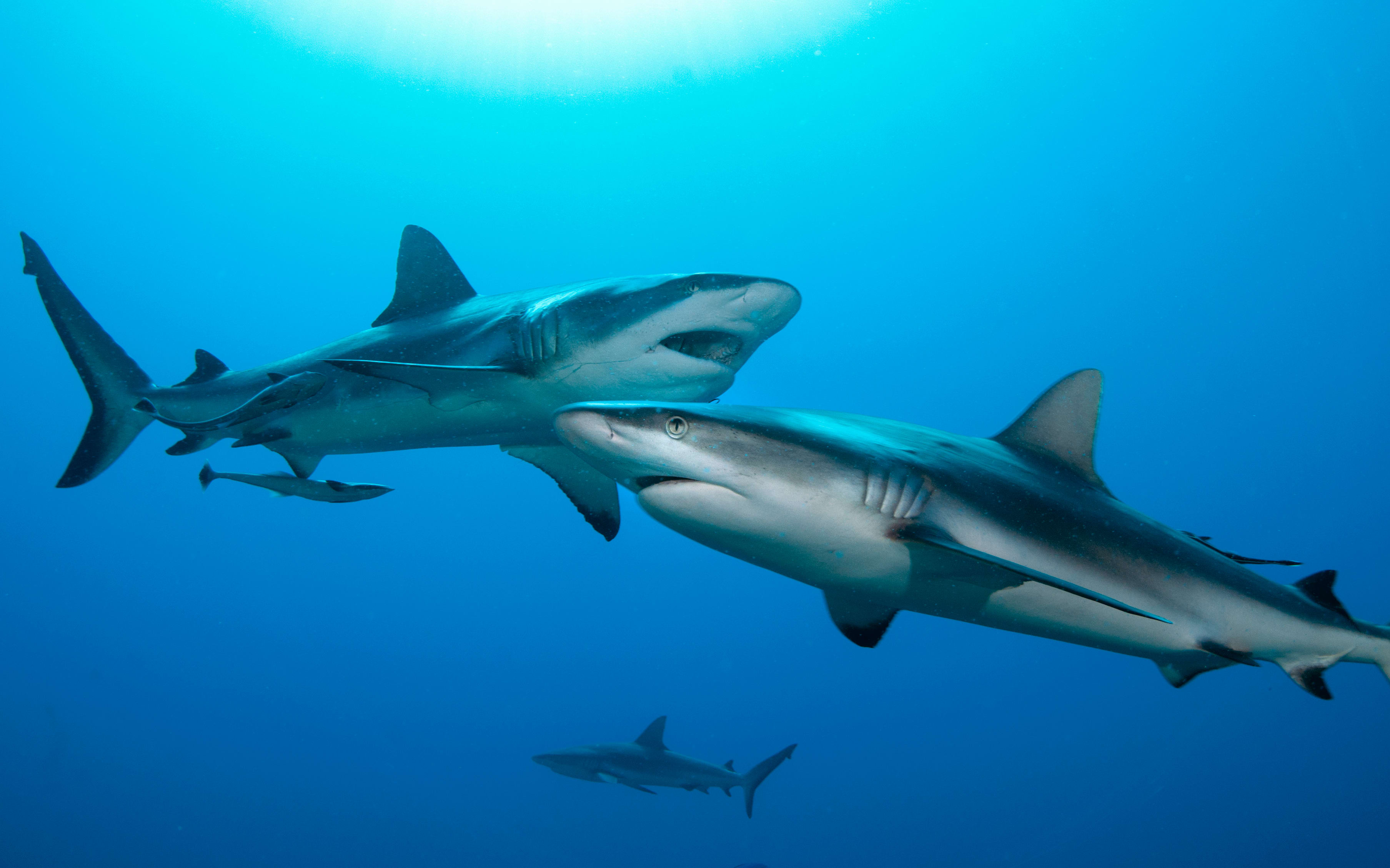 Virgin Unite, Ocean Unite, Ocean Risk Summit