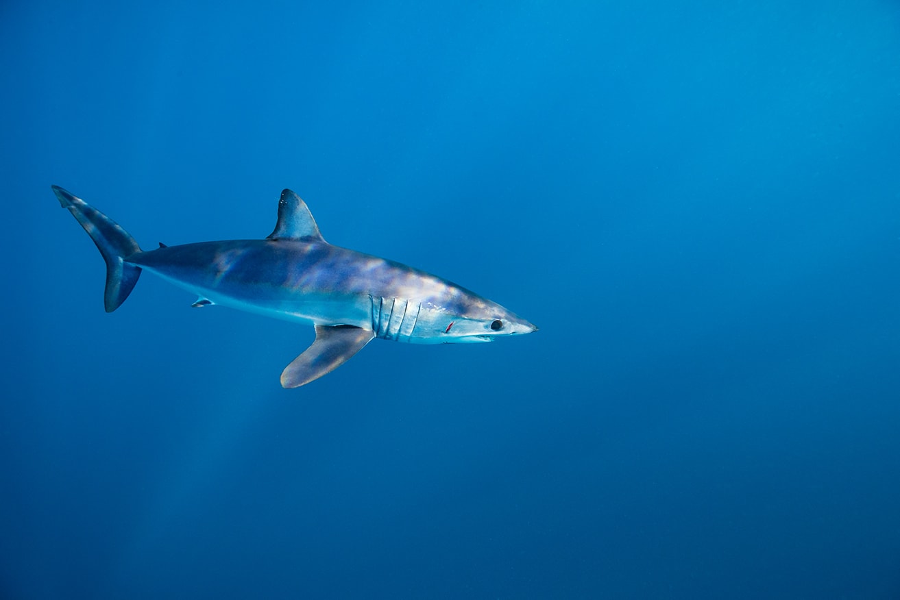 Ocean Unite, Sharks, CITES Ocean Unite, Sharks, CITES