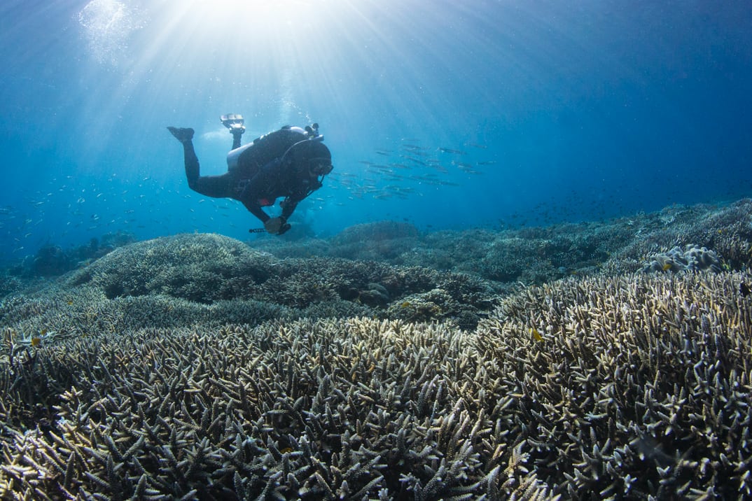 Virgin Unite, Ocean, Coral Reef