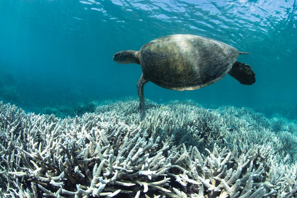 Virgin Unite, Ocean, Coral Reef