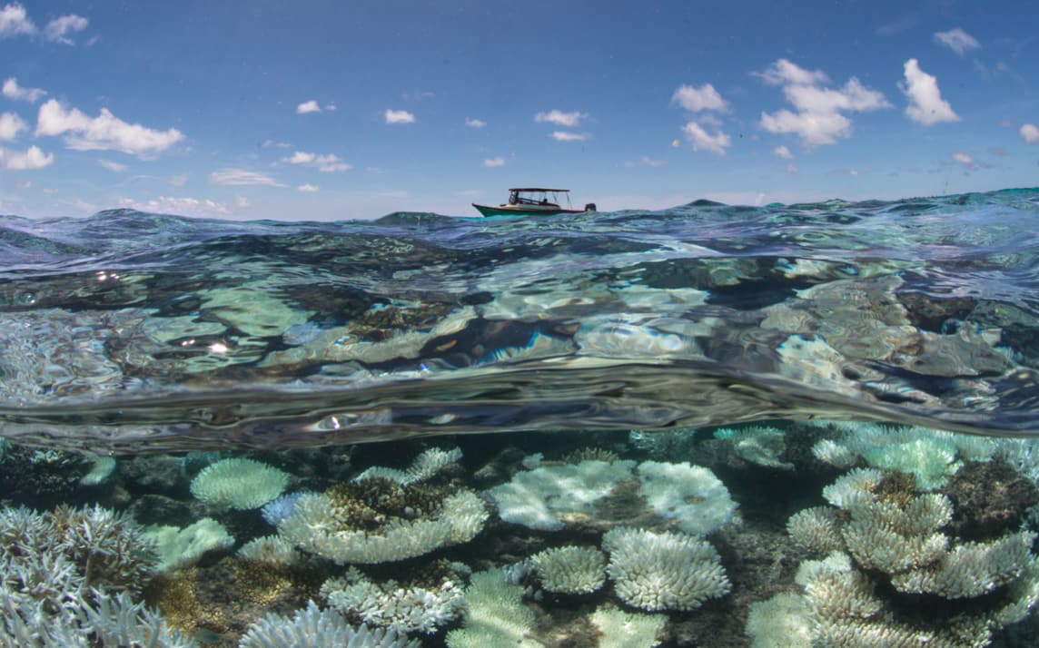 Virgin Unite, Ocean, Coral Reef