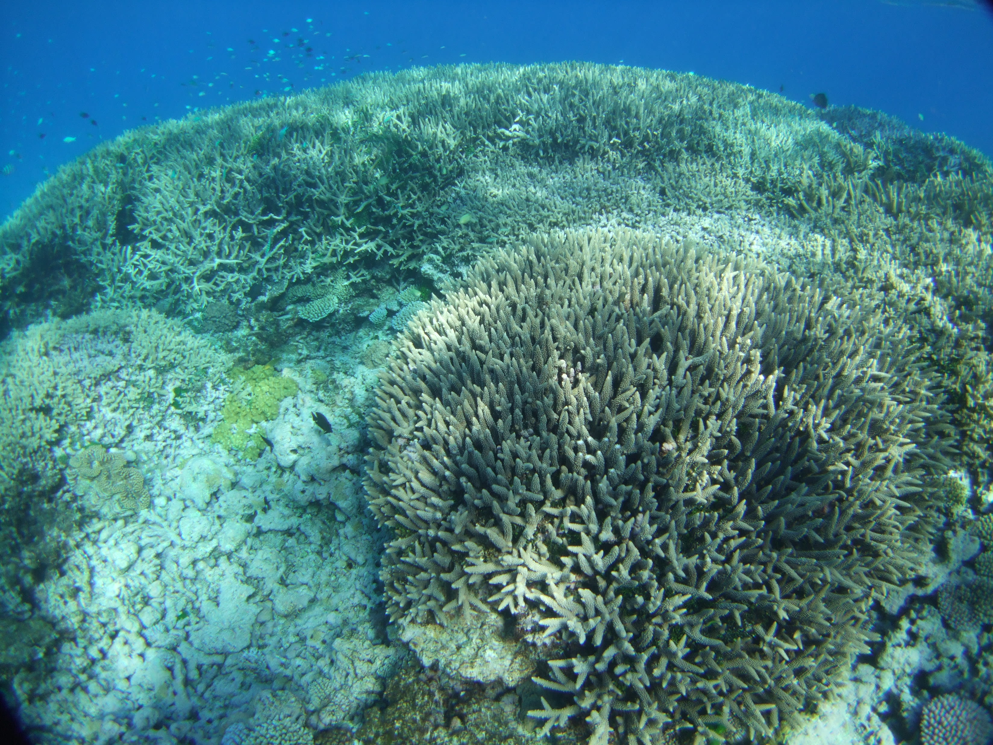 corals, ocean unite, dan laffoley, iucn corals, ocean unite, dan laffoley, iucn
