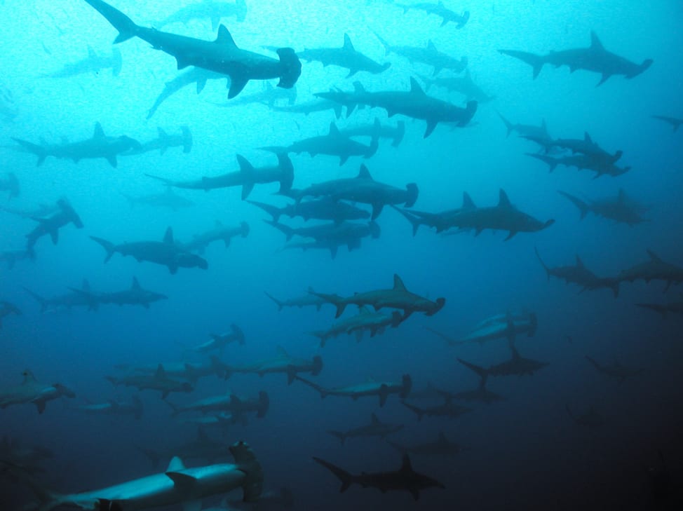 Virgin Unite, Ocean Unite, Guy Harvey Virgin Unite, Ocean Unite, Guy Harvey