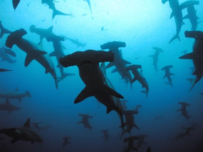 Virgin Unite, Ocean Unite, Guy Harvey Virgin Unite, Ocean Unite, Guy Harvey