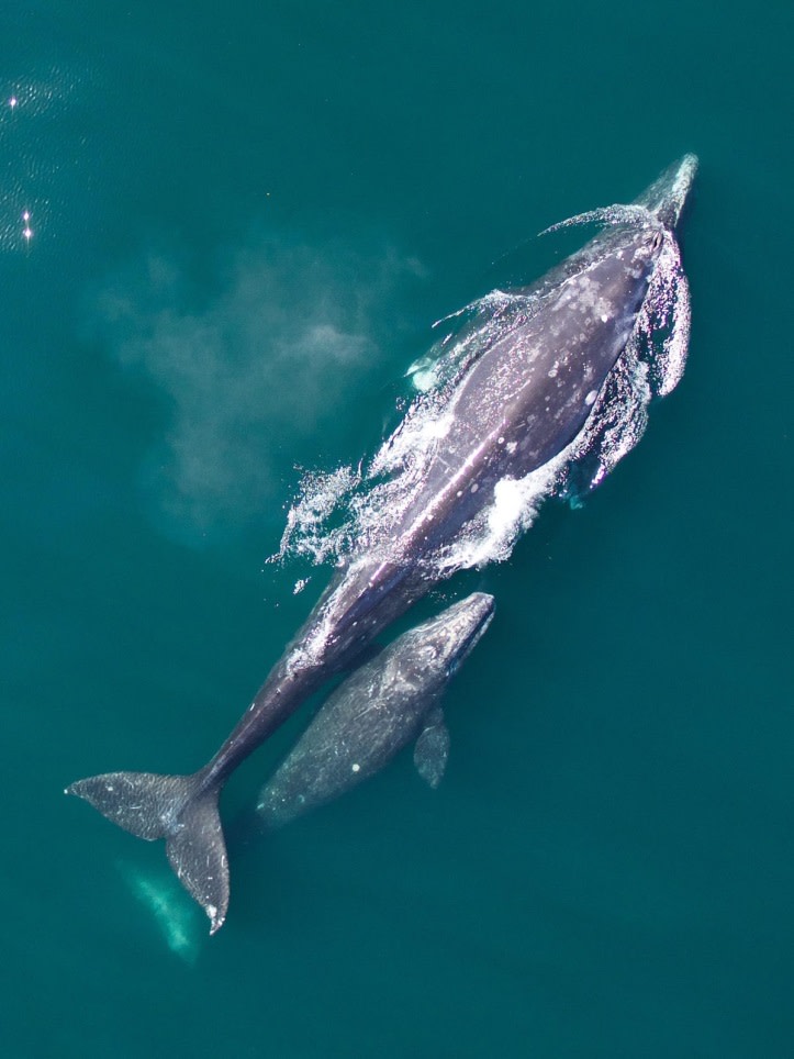 Virgin Unite, ocean, conservation, USGS