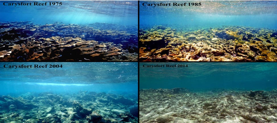 Over 50% of the Great Barrier Reef died due to temperature spikes in recent years, and in places like the Florida Keys (above) over 95% of corals are dead. Photo credit: Phil Dustan Over 50% of the Great Barrier Reef died due to temperature spikes in recent years, and in places like the Florida Keys (above) over 95% of corals are dead. Photo credit: Phil Dustan