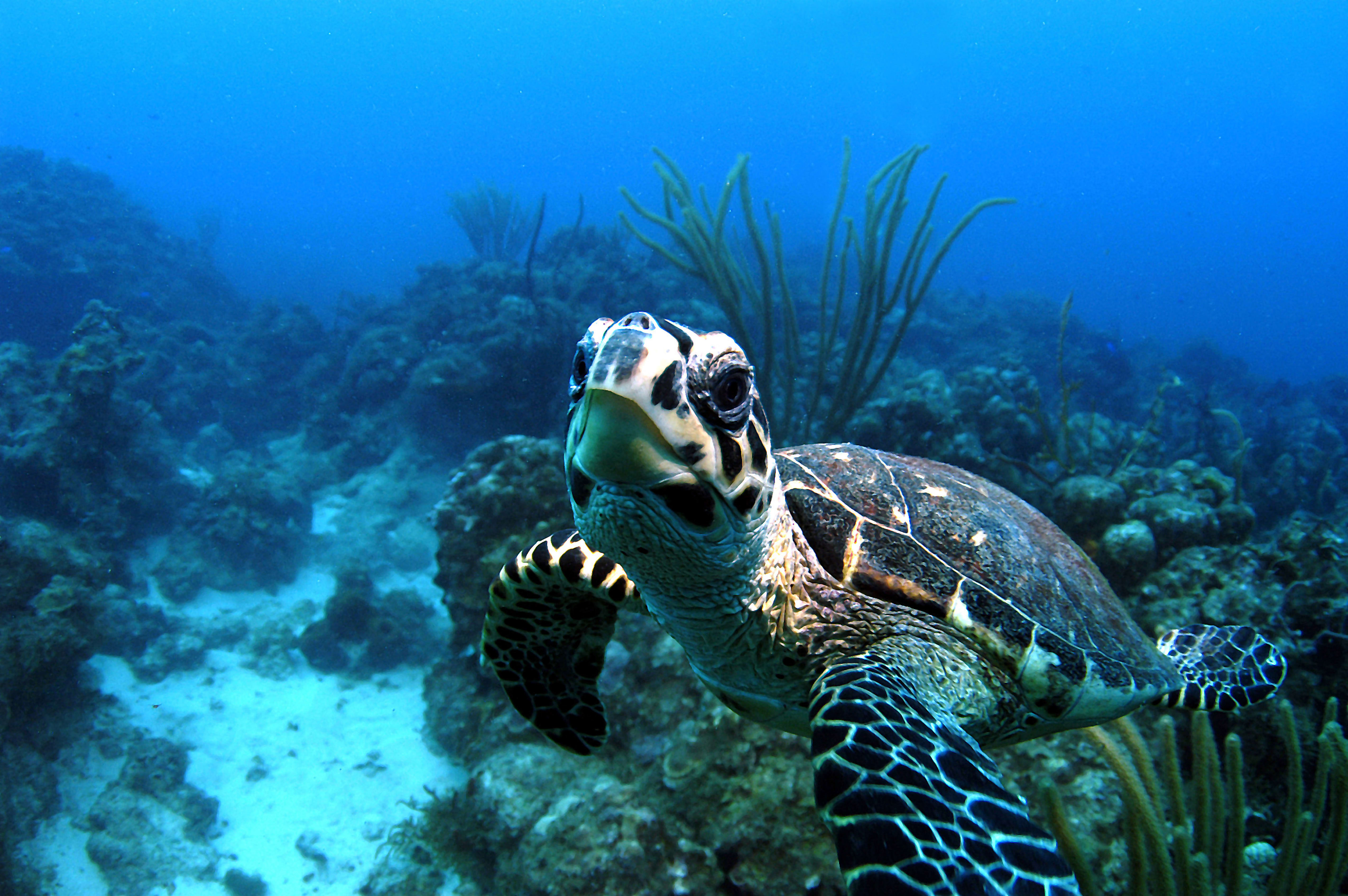 Virgin unite, Ocean Unite, Ocean, UNite BVI
