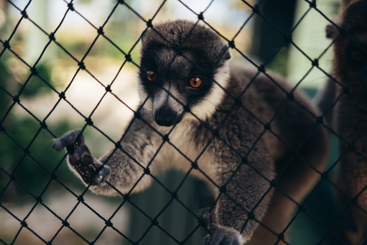 Mongoose lemur on Necker Island Mongoose lemur on Necker Island