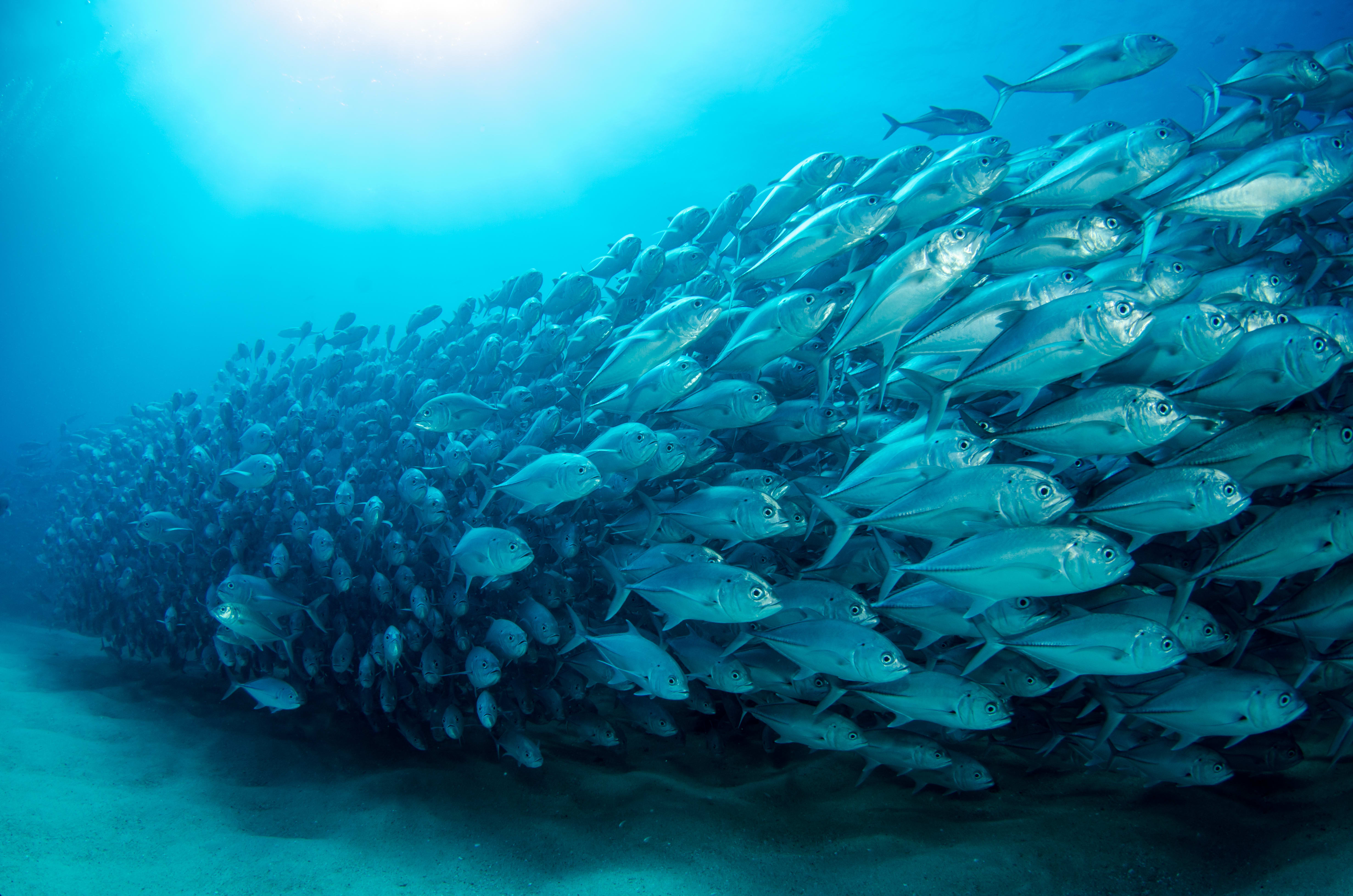 Virgin Unite, Ocean Unite, Fish, Ocean Virgin Unite, Ocean Unite, Fish, Ocean