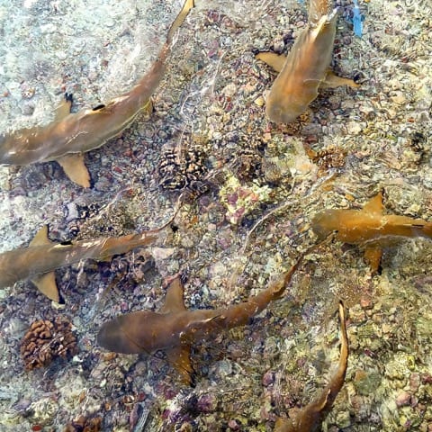 Virgin Unite, Ocean Unite, Ocean, Sharks, Kristin Hettermann