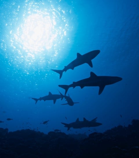 Virgin Unite, Ocean Unite, Ocean, Sharks, Kristin Hettermann