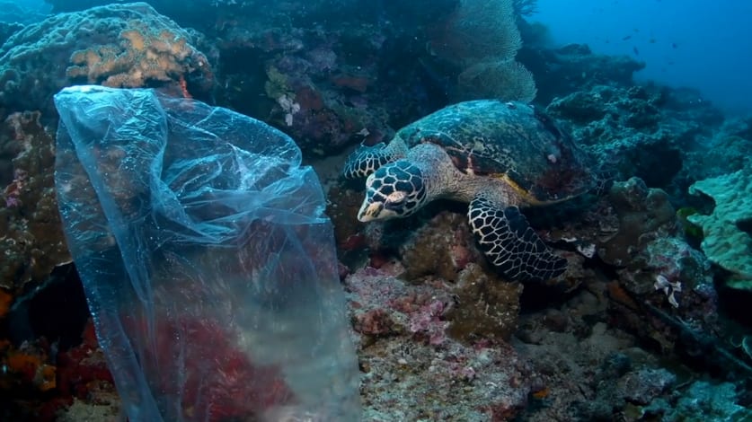 Ocean Unite, Turtles Ocean Unite, Turtles
