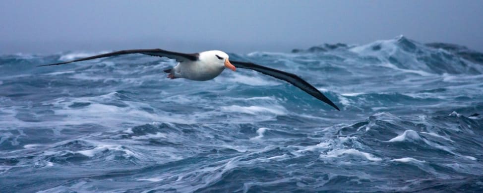 Ocean Unite. Albatross Ocean Unite. Albatross