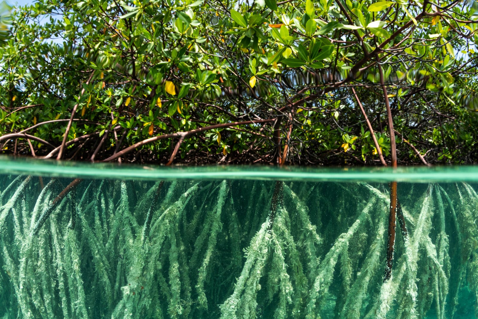 Ocean Unite, Ocean, The Nature Conservancy Ocean Unite, Ocean, The Nature Conservancy