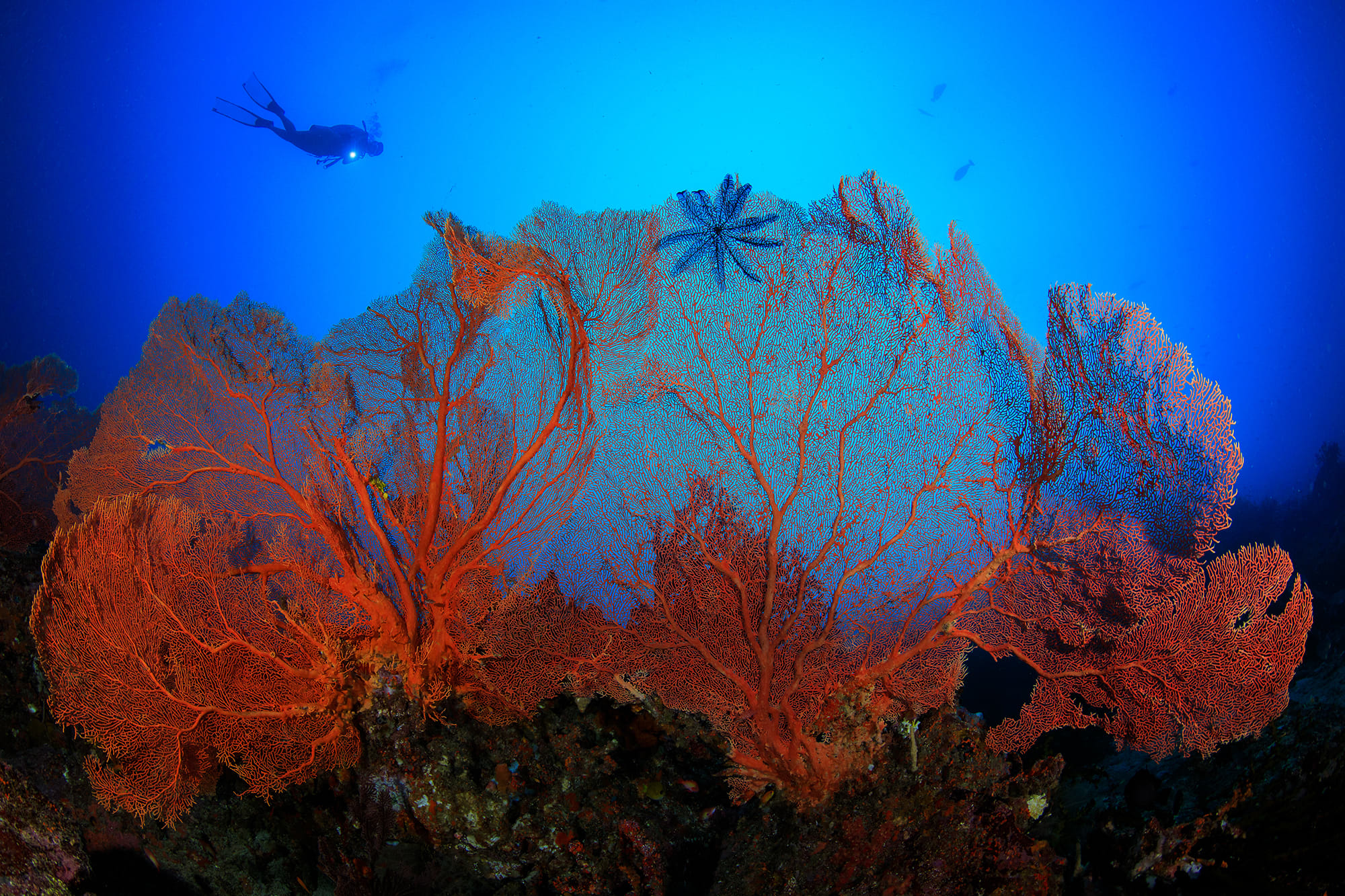 Coral reef Coral reef in Indonesia
