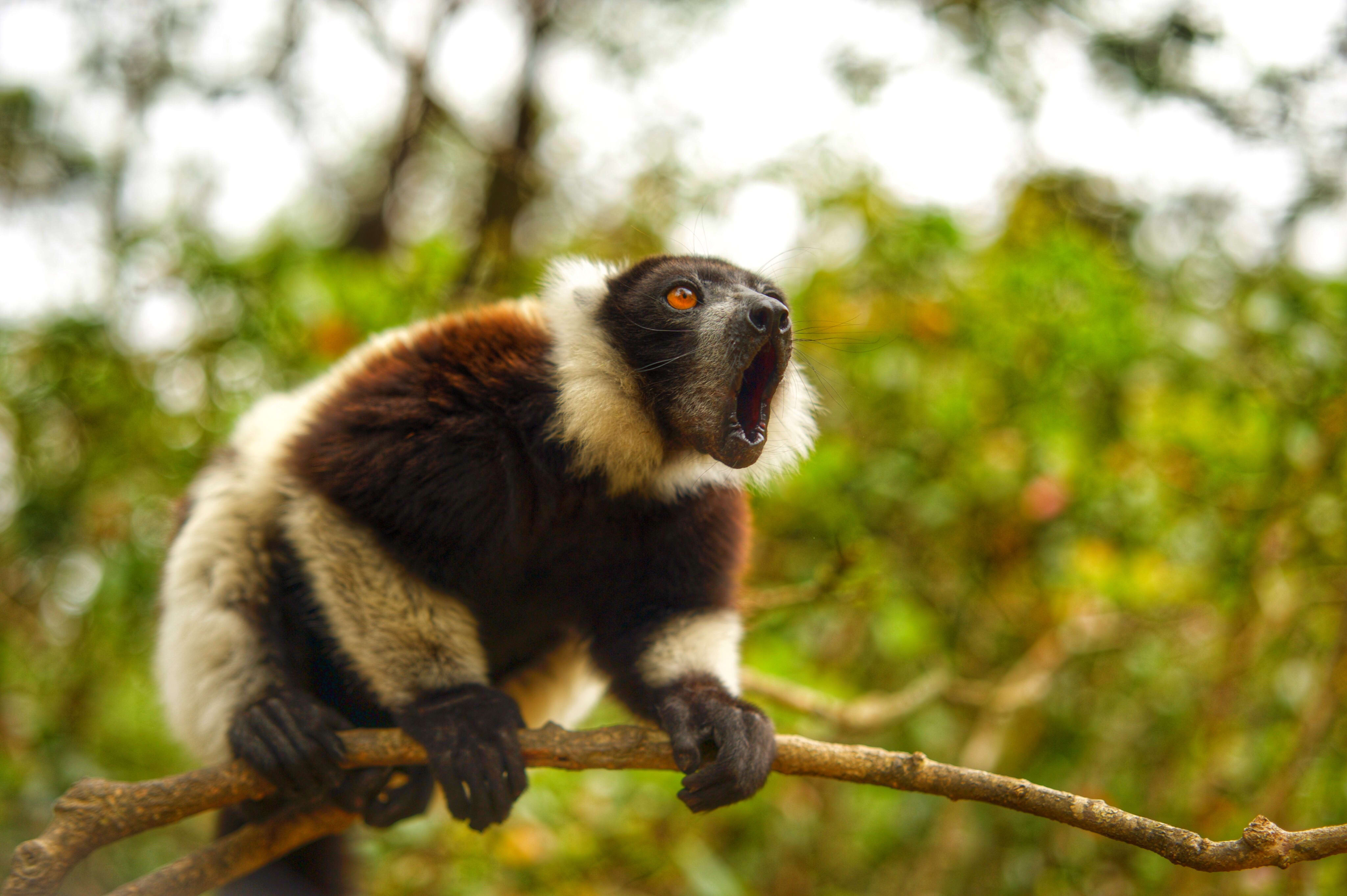 Virgin Unite, animal conservation, climate change, lemurs, Catherine Capon3