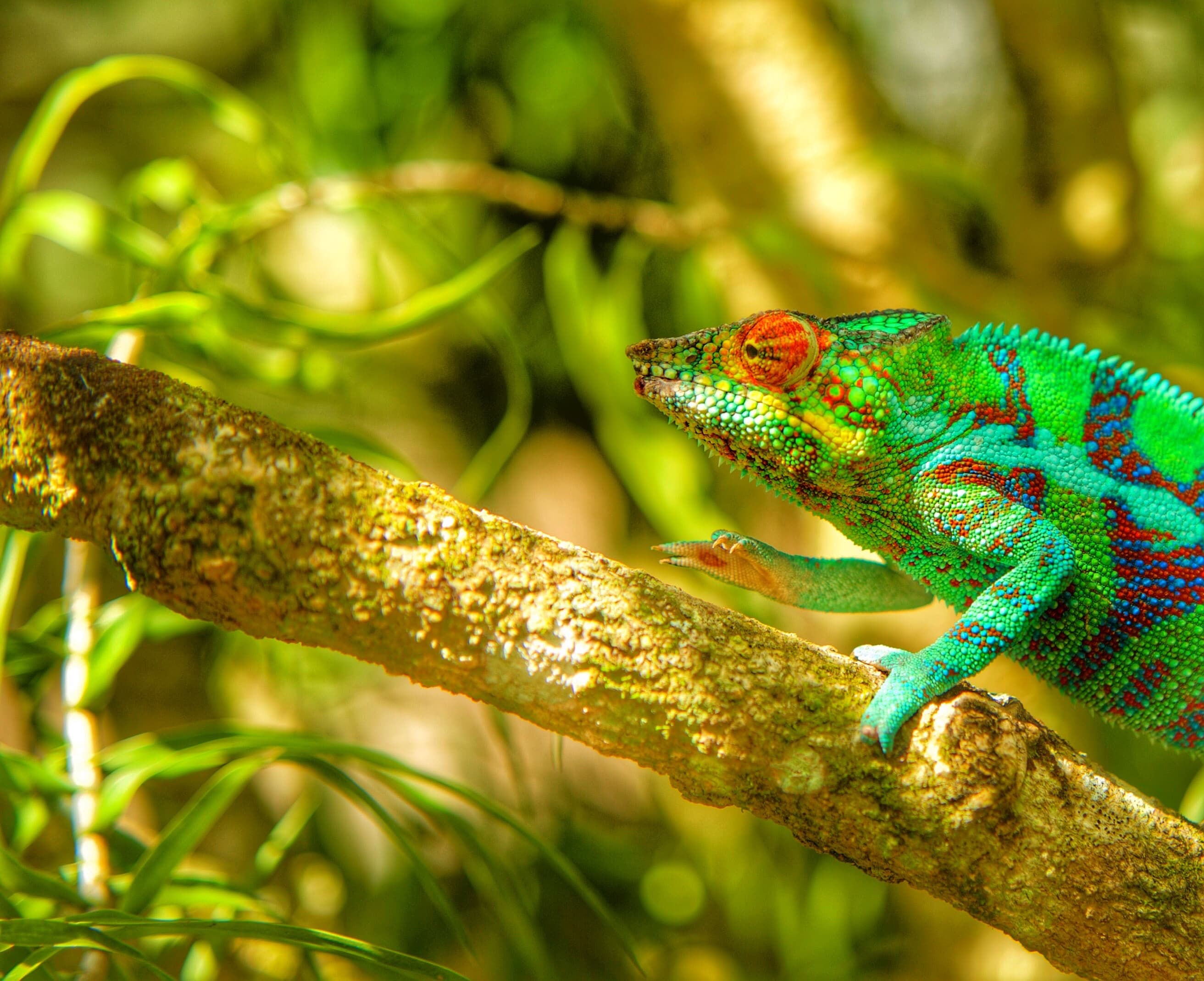 Virgin Unite, animal conservation, climate change, lemurs, Catherine Capon9