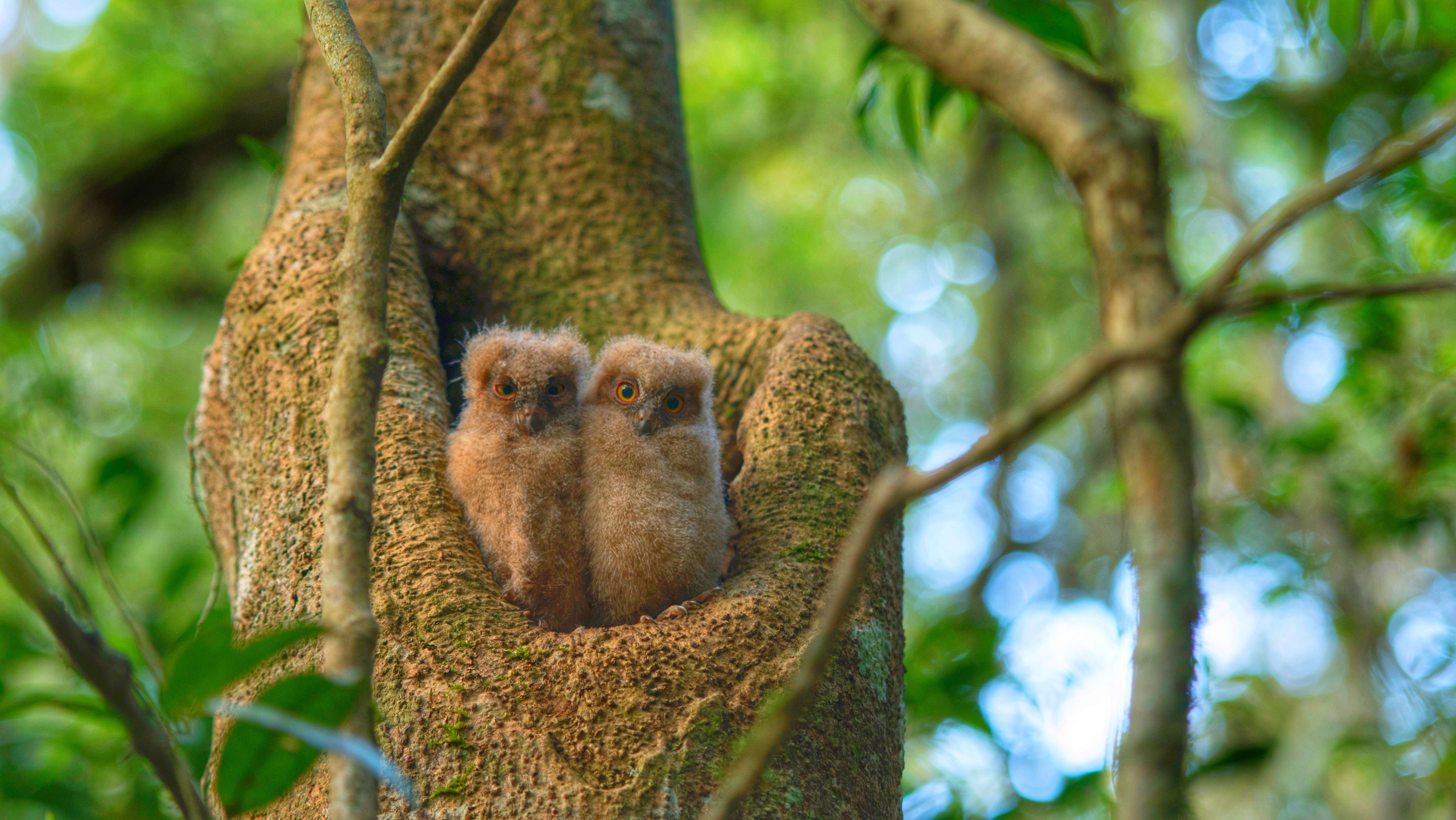 Virgin Unite, animal conservation, climate change, lemurs, Catherine Capon8