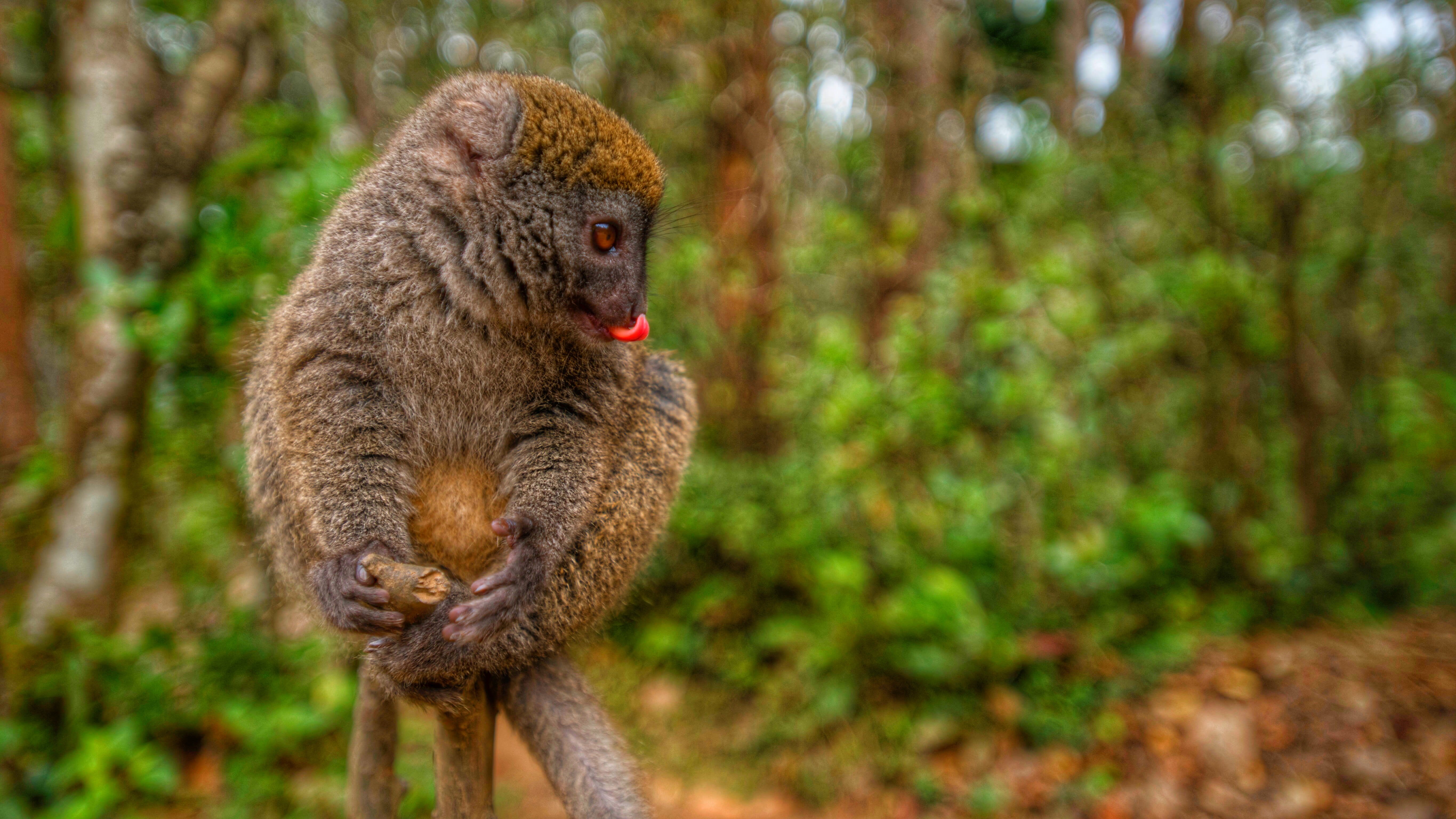 Virgin Unite, animal conservation, climate change, lemurs, Catherine Capon6