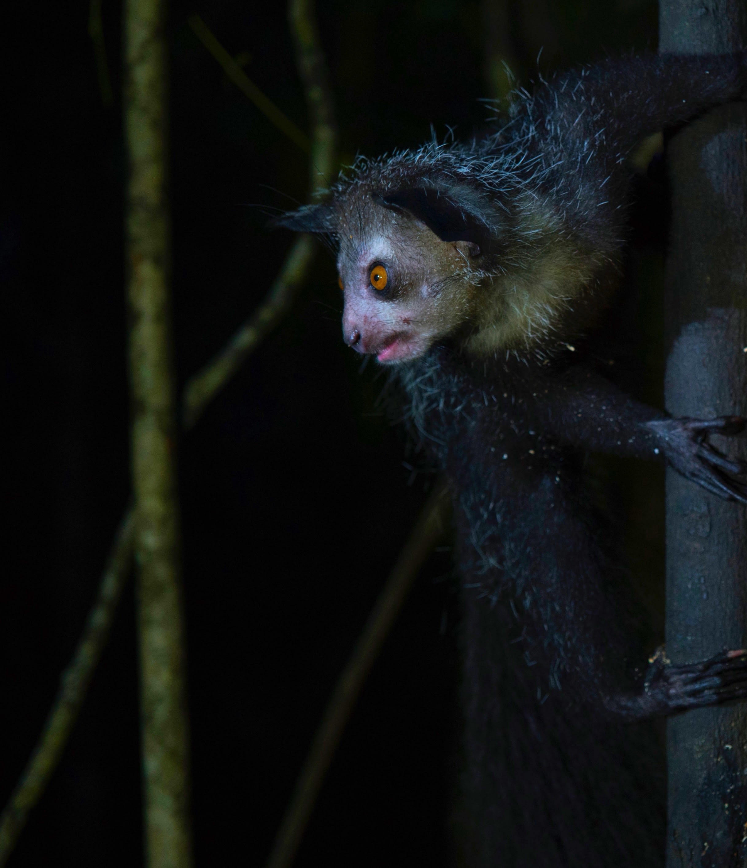 Virgin Unite, animal conservation, climate change, lemurs, Catherine Capon5
