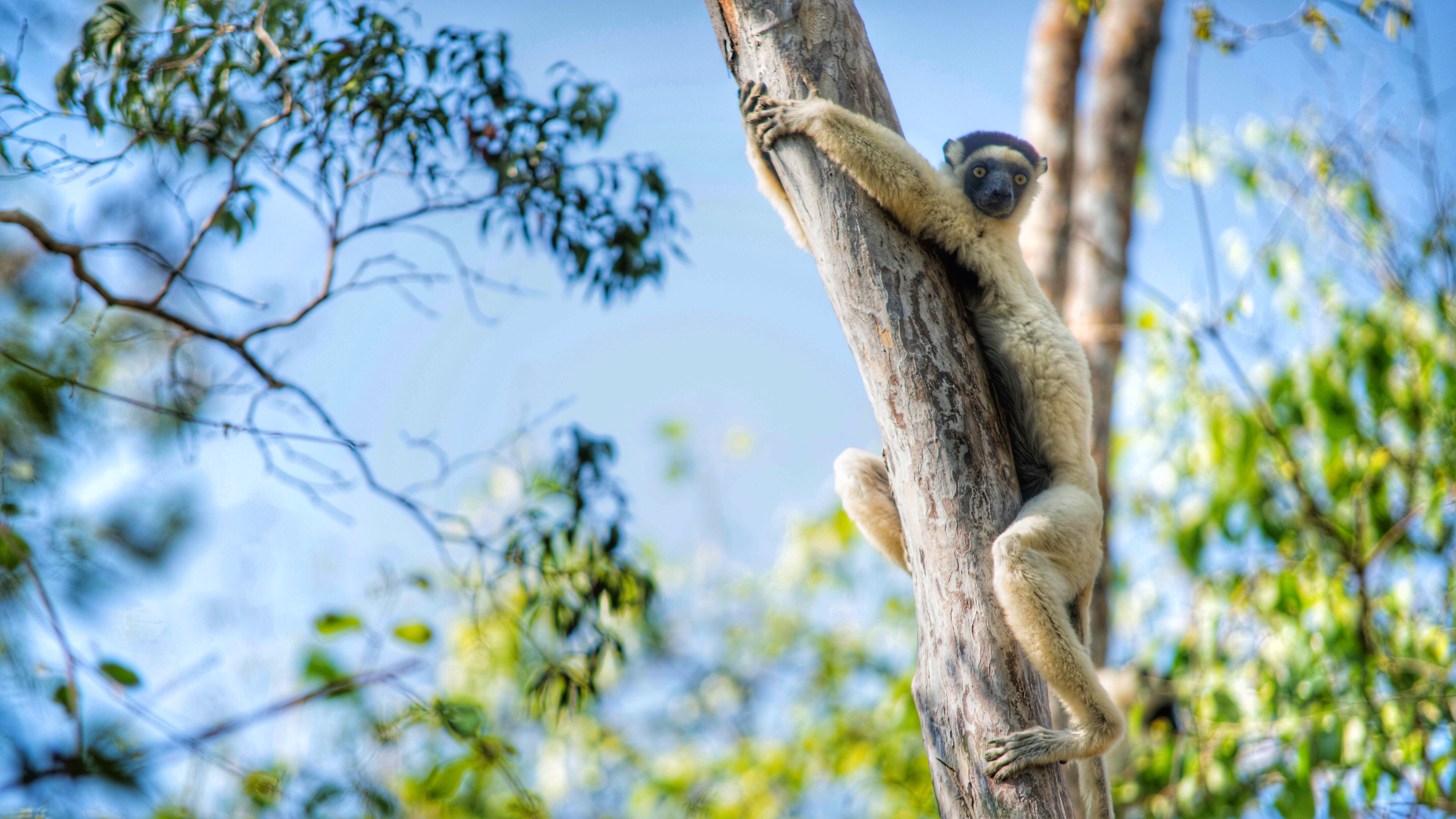 Virgin Unite, animal conservation, climate change, lemurs, Catherine Capon10
