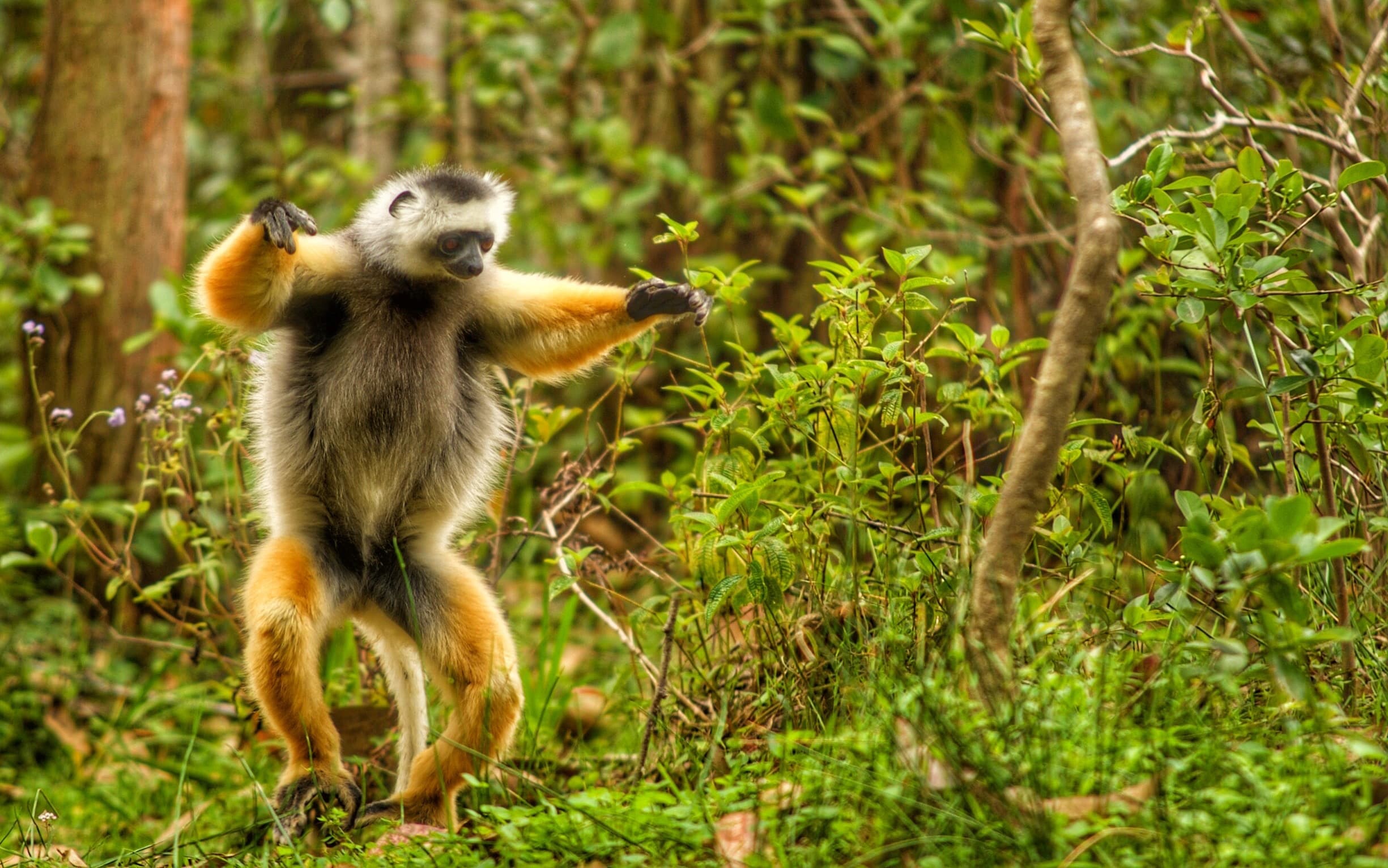 Virgin Unite, animal conservation, climate change, lemurs, Catherine Capon7