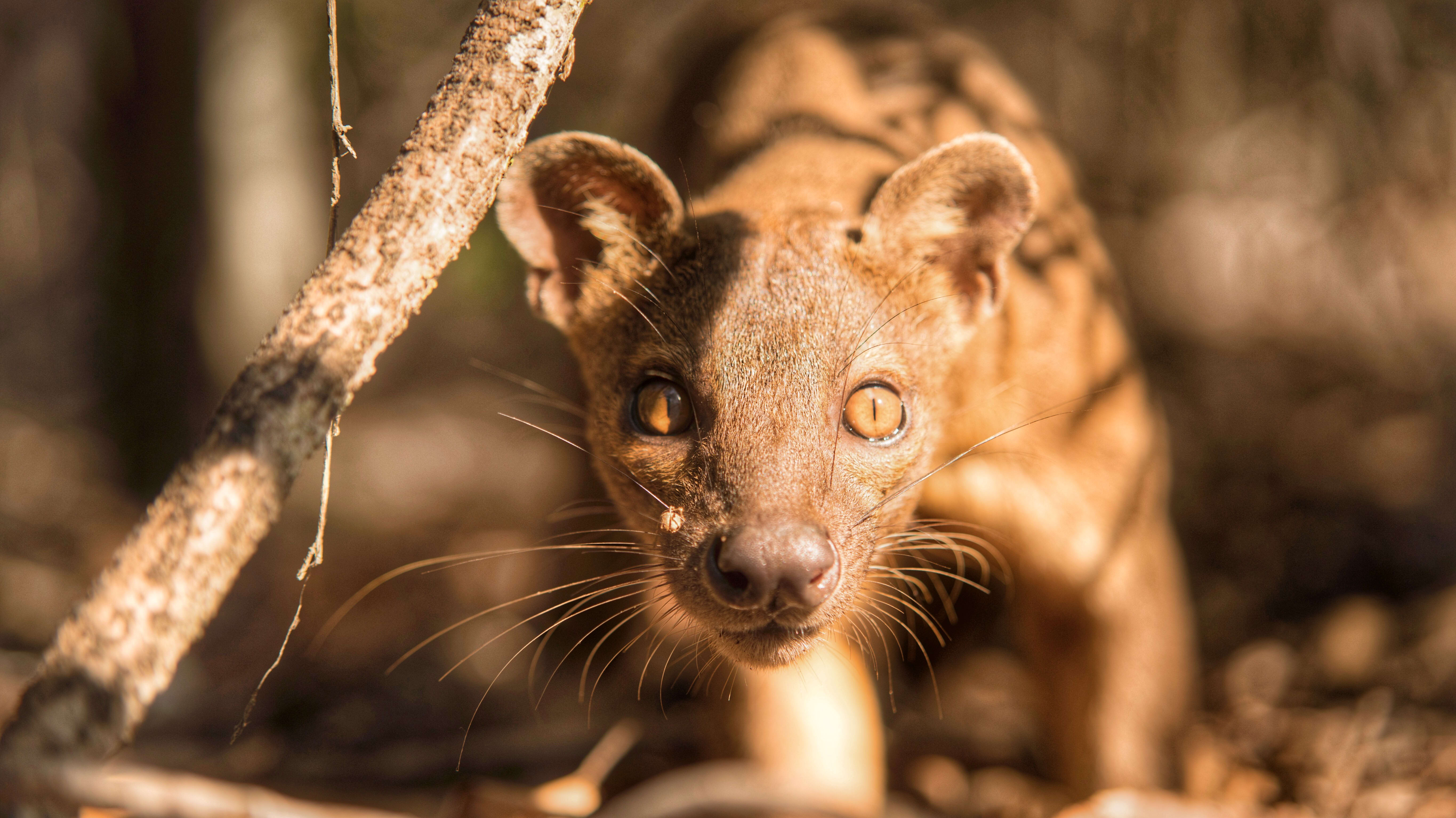 Virgin Unite, animal conservation, climate change, lemurs, Catherine Capon8