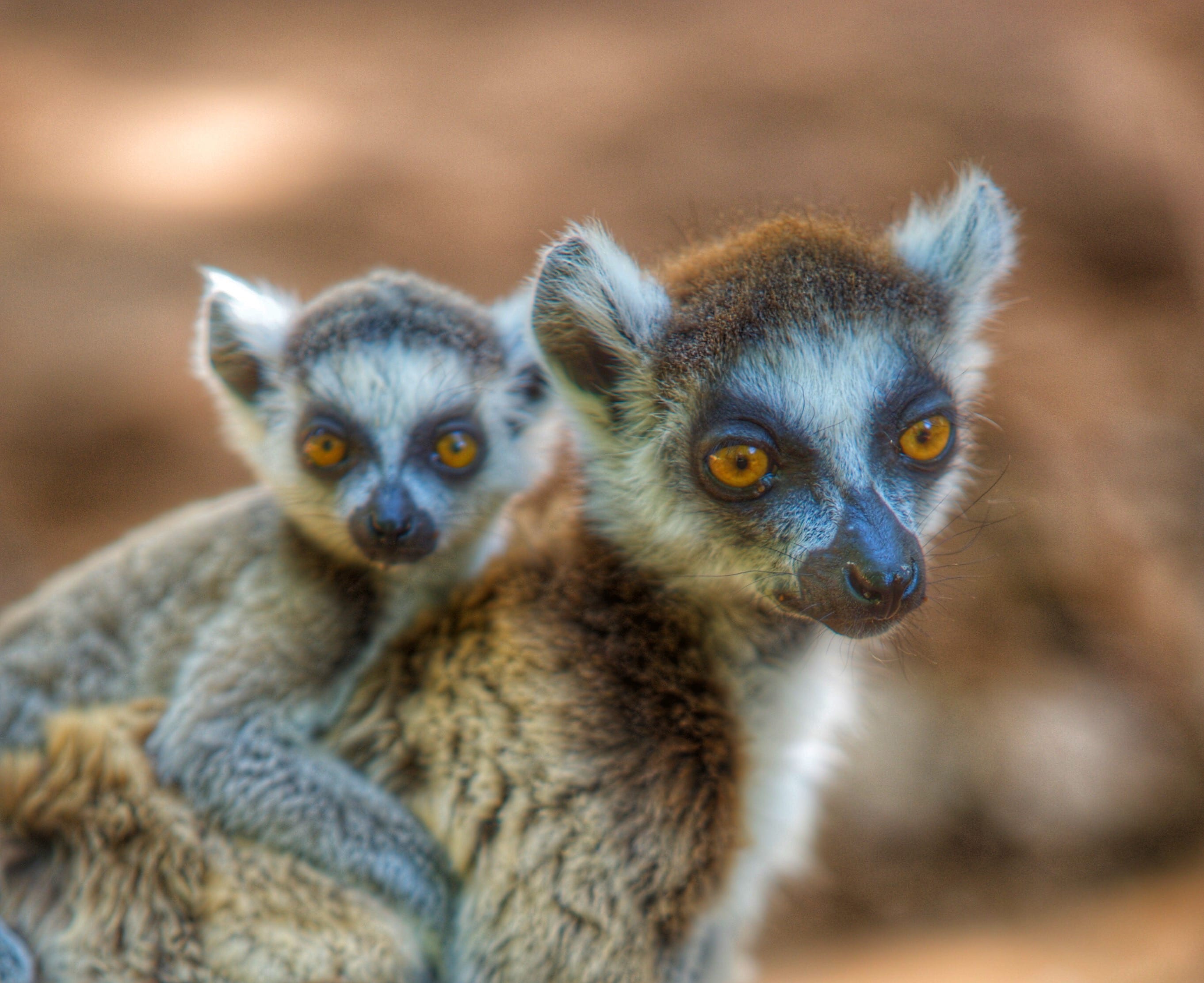 Virgin Unite, animal conservation, climate change, lemurs, Catherine Capon1