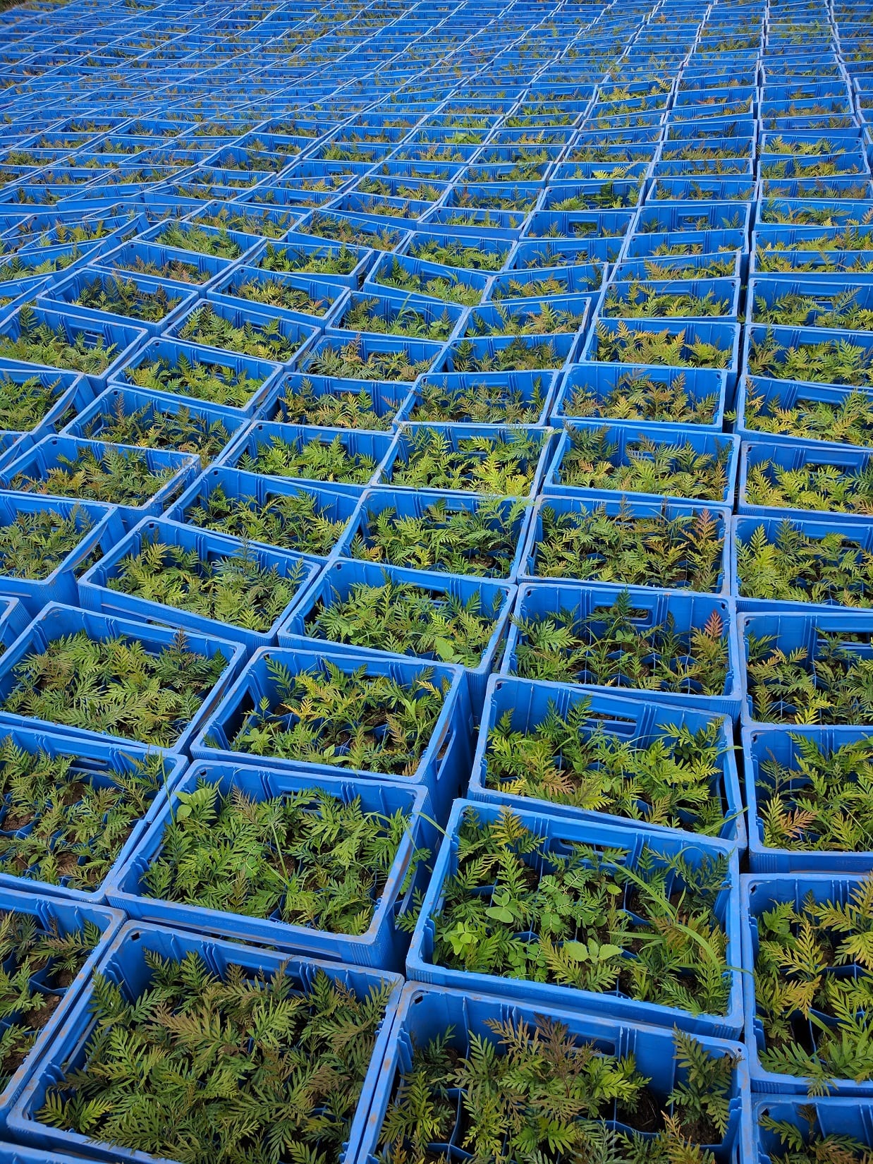 Virgin Unite, Sustainability, One Acre Fund