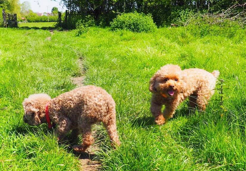 jenna_farmers_dogs jenna_farmers_dogs