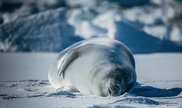 Virgin Unite, Ocean Unite, Lewis Pugh, Antarctic