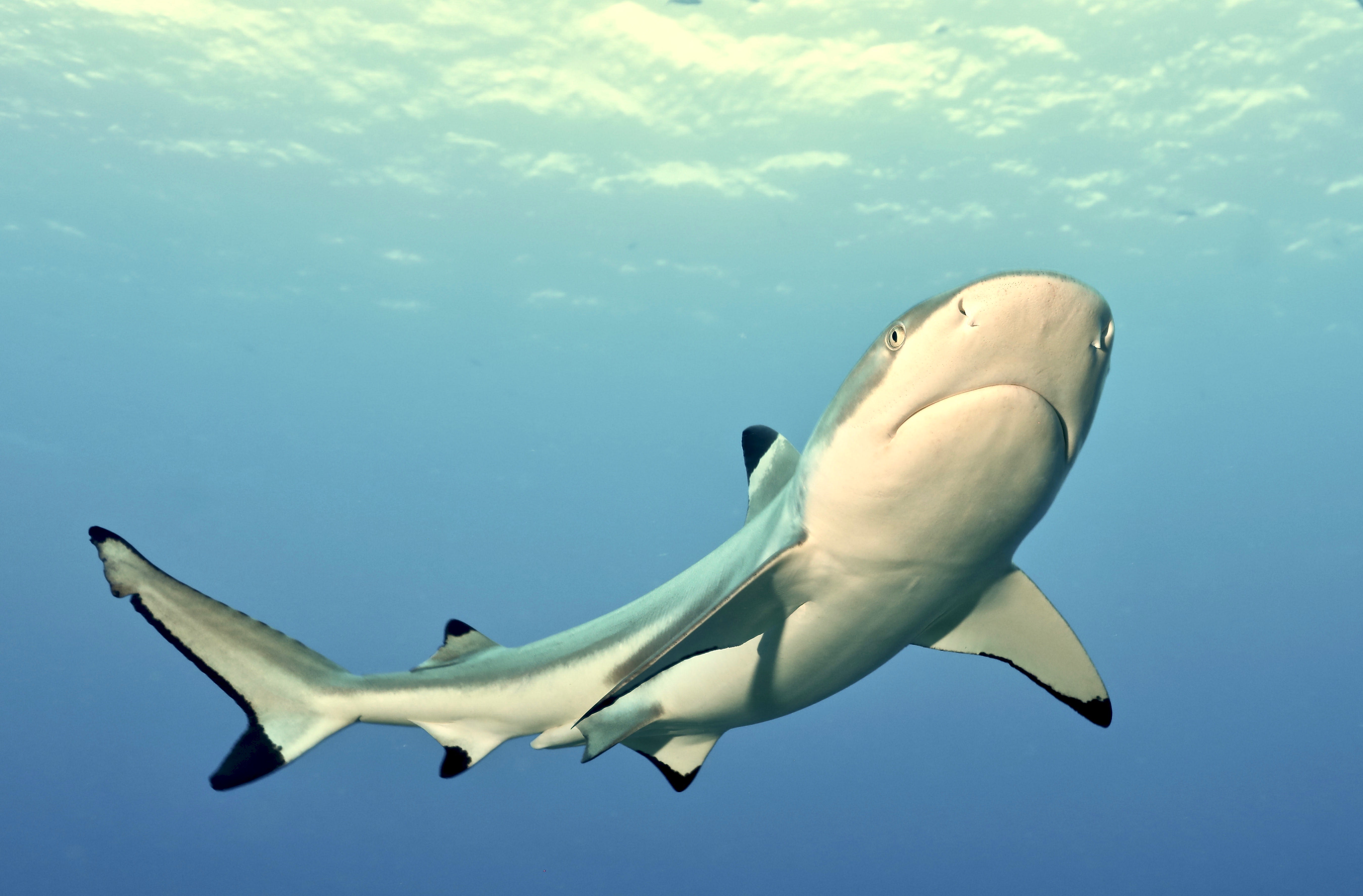 Ocean Unite, Sharks, CITES Ocean Unite, Sharks, CITES